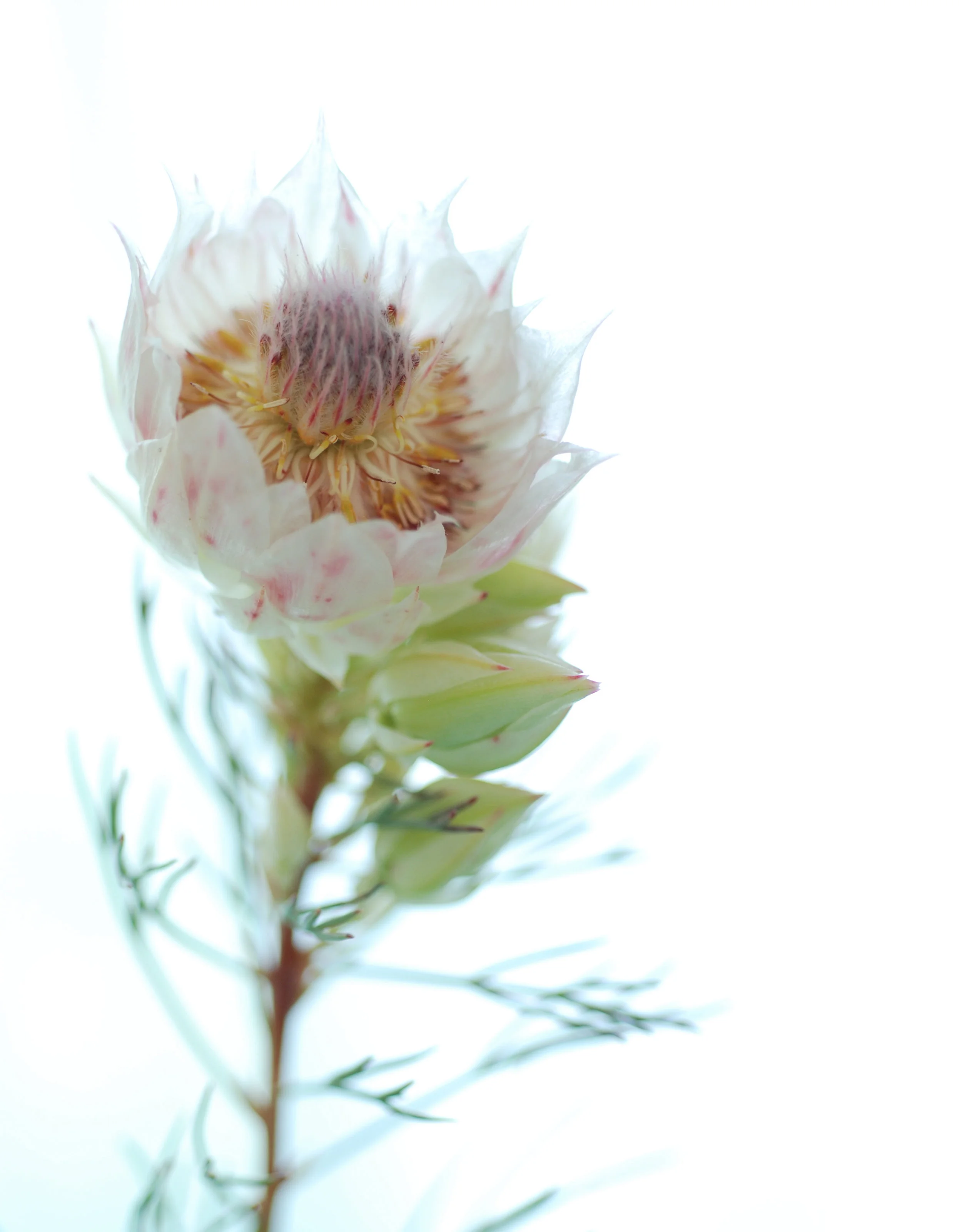 bloom - 15.jpg
