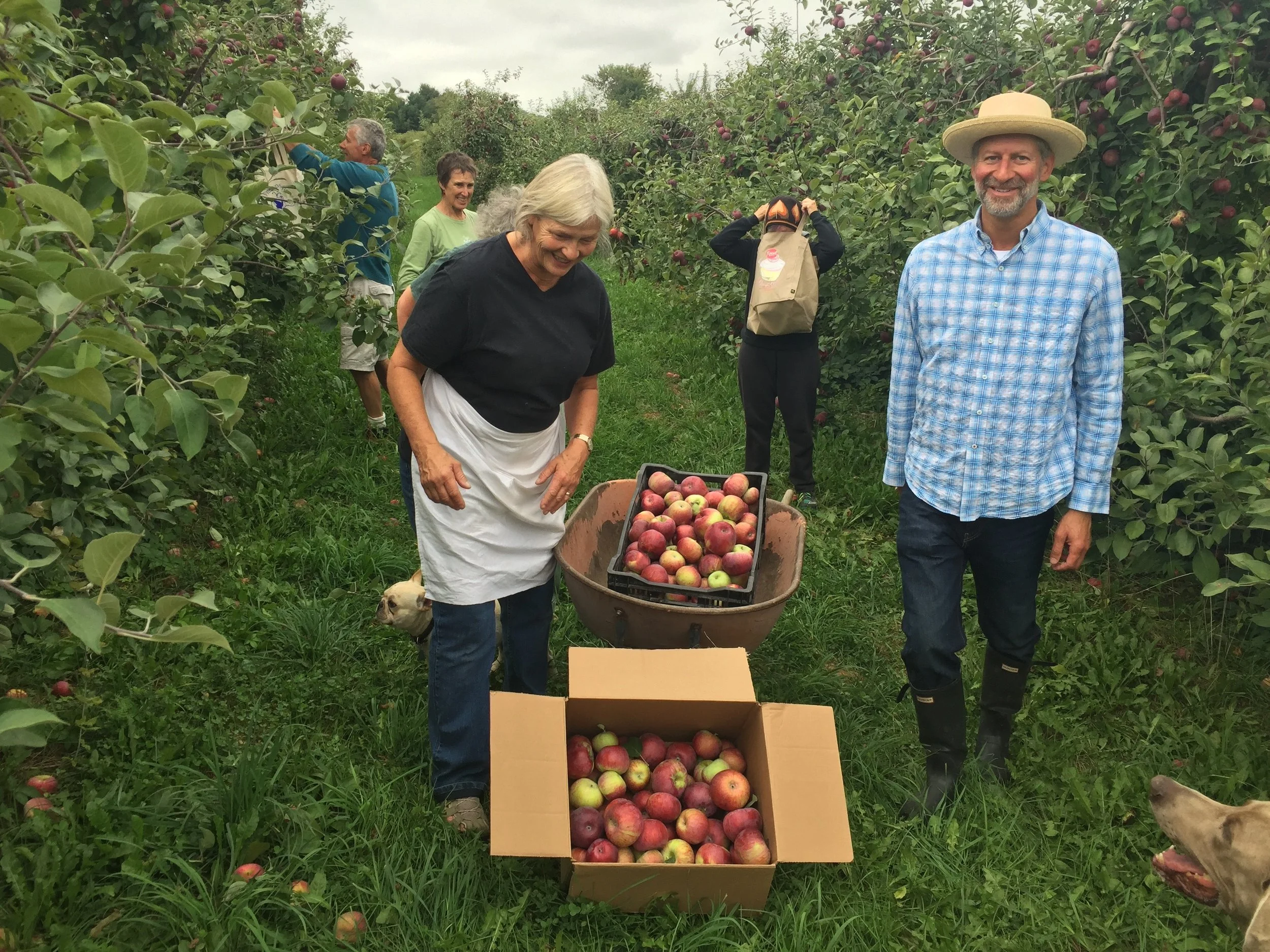 Gleaning for Hudson Valley food pantries....