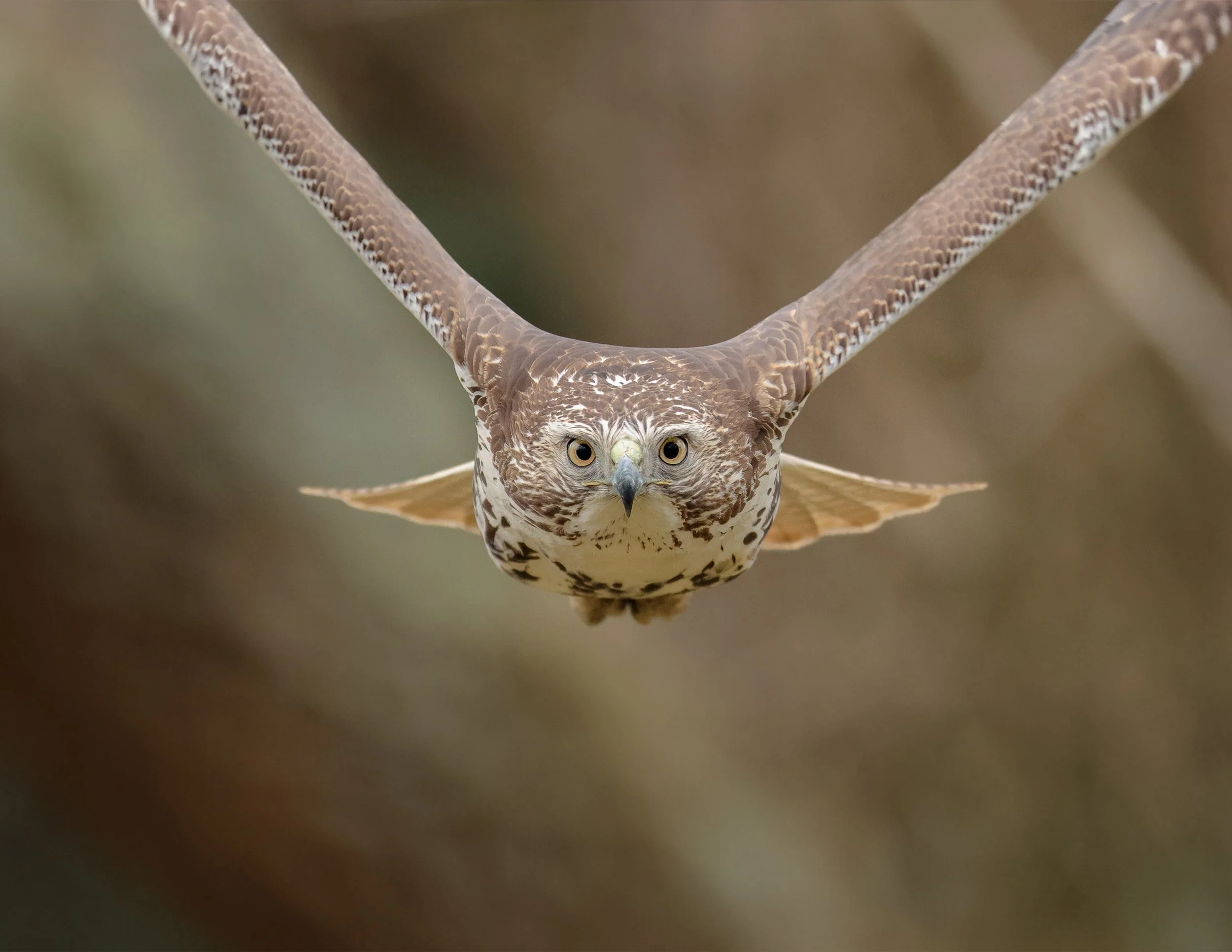 RTHA flight eyes 1.jpg