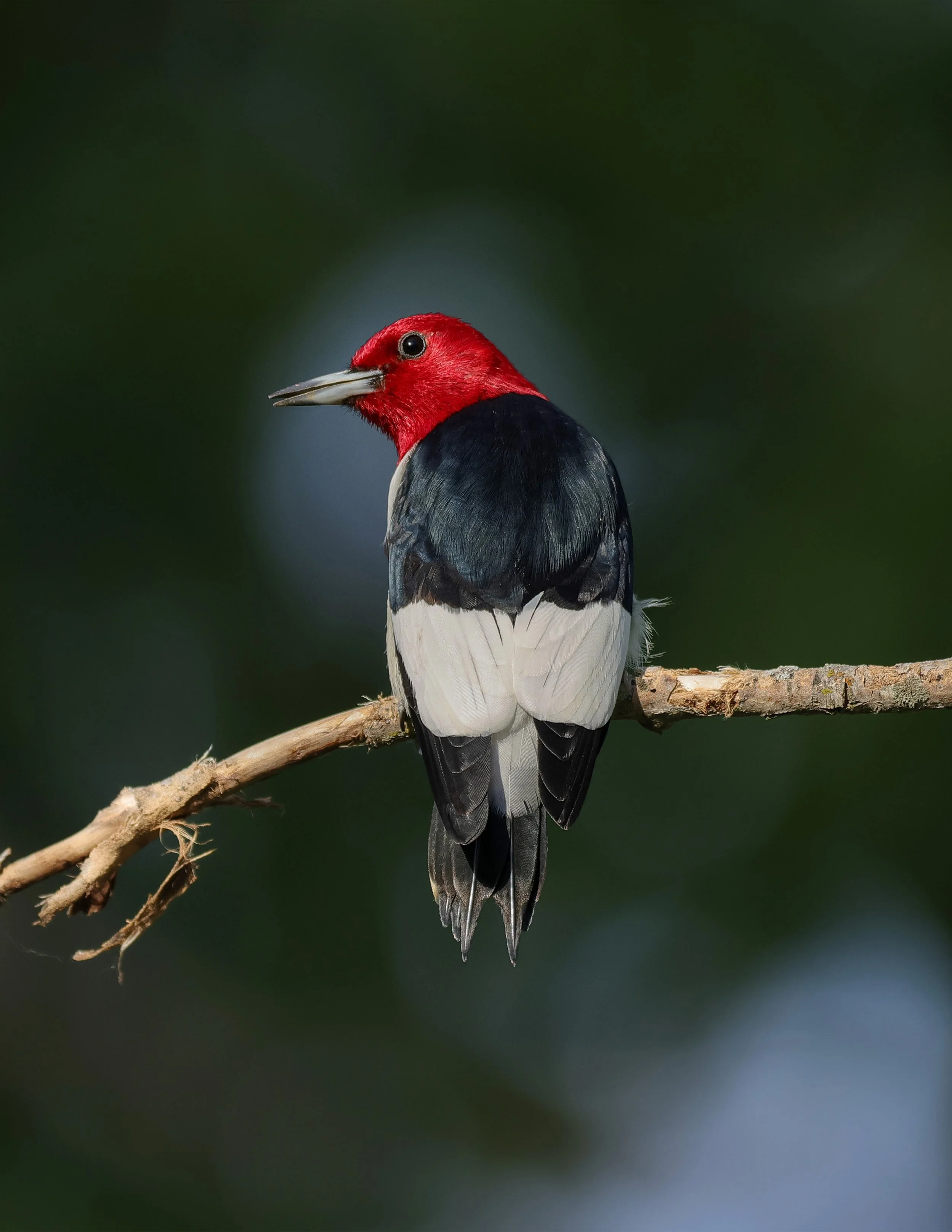 Red-headed Woodpecker Print.jpg