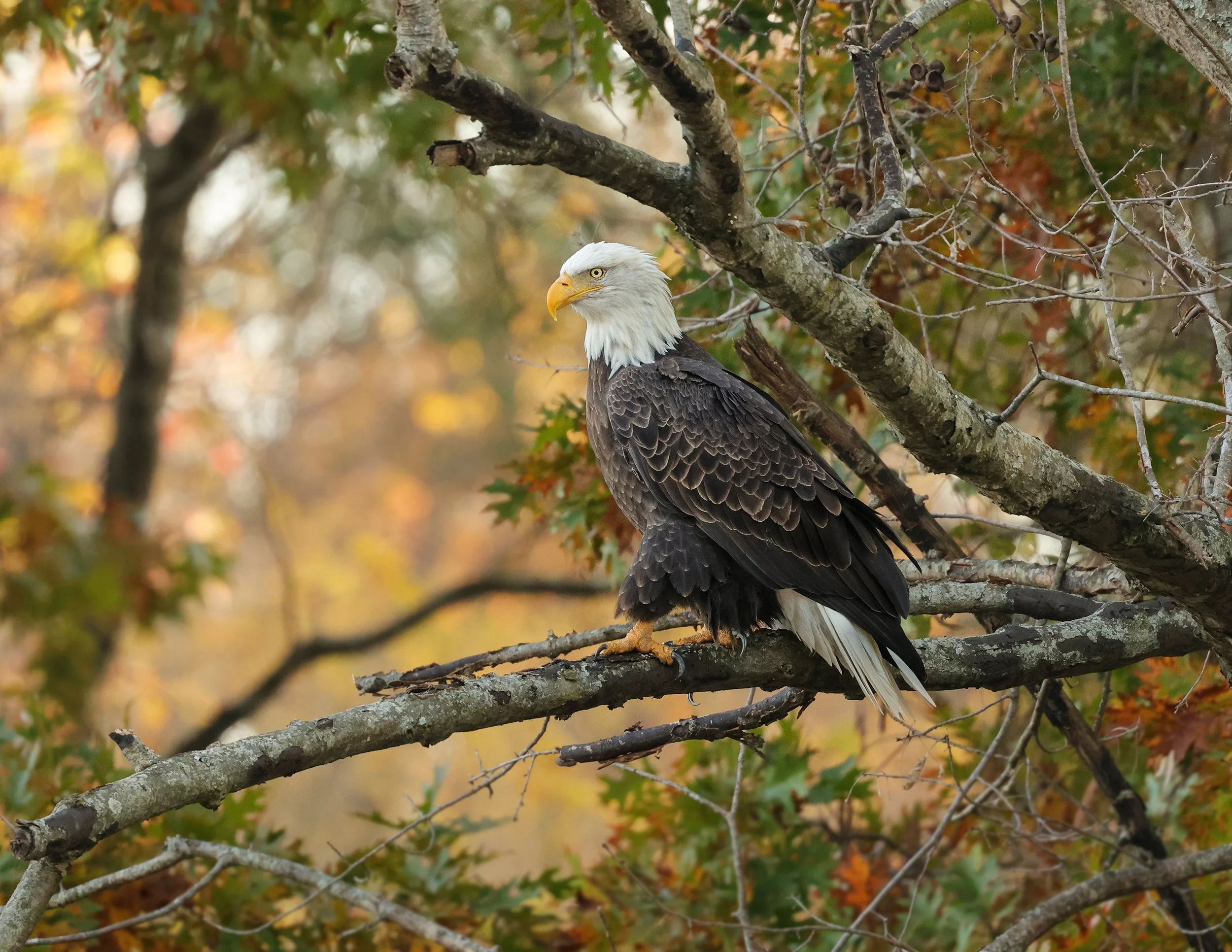 Eagle ww autumn best 2.jpg