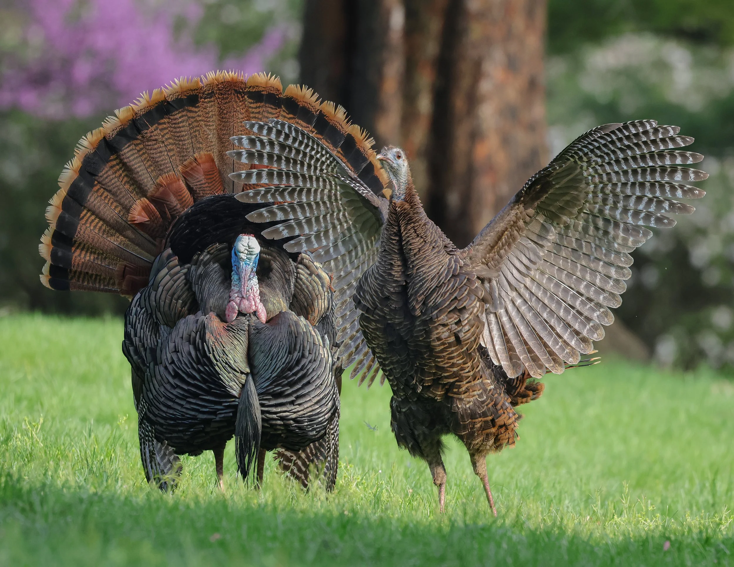 Turkeys spring tom hen sgc 2.jpg