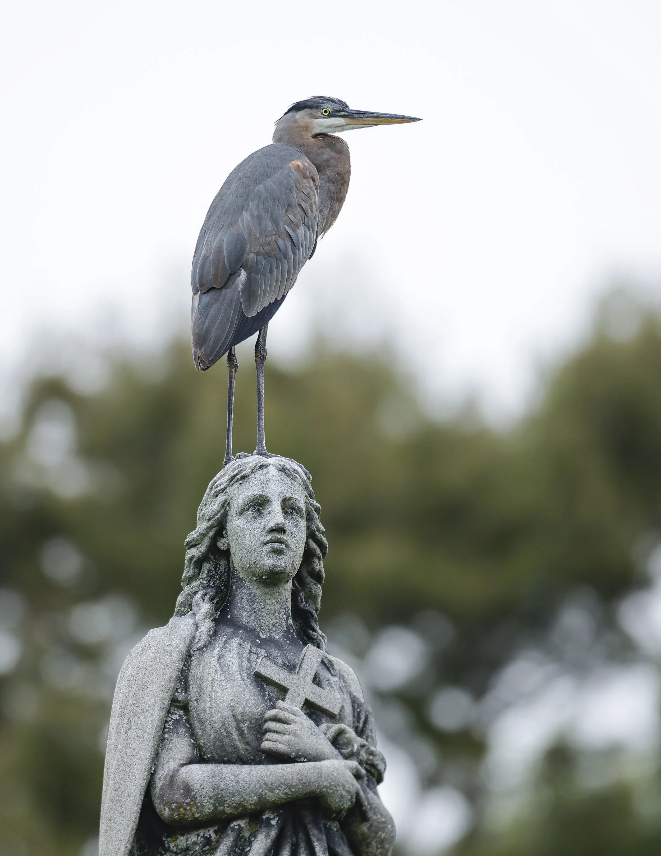 GBH grave 1.jpg