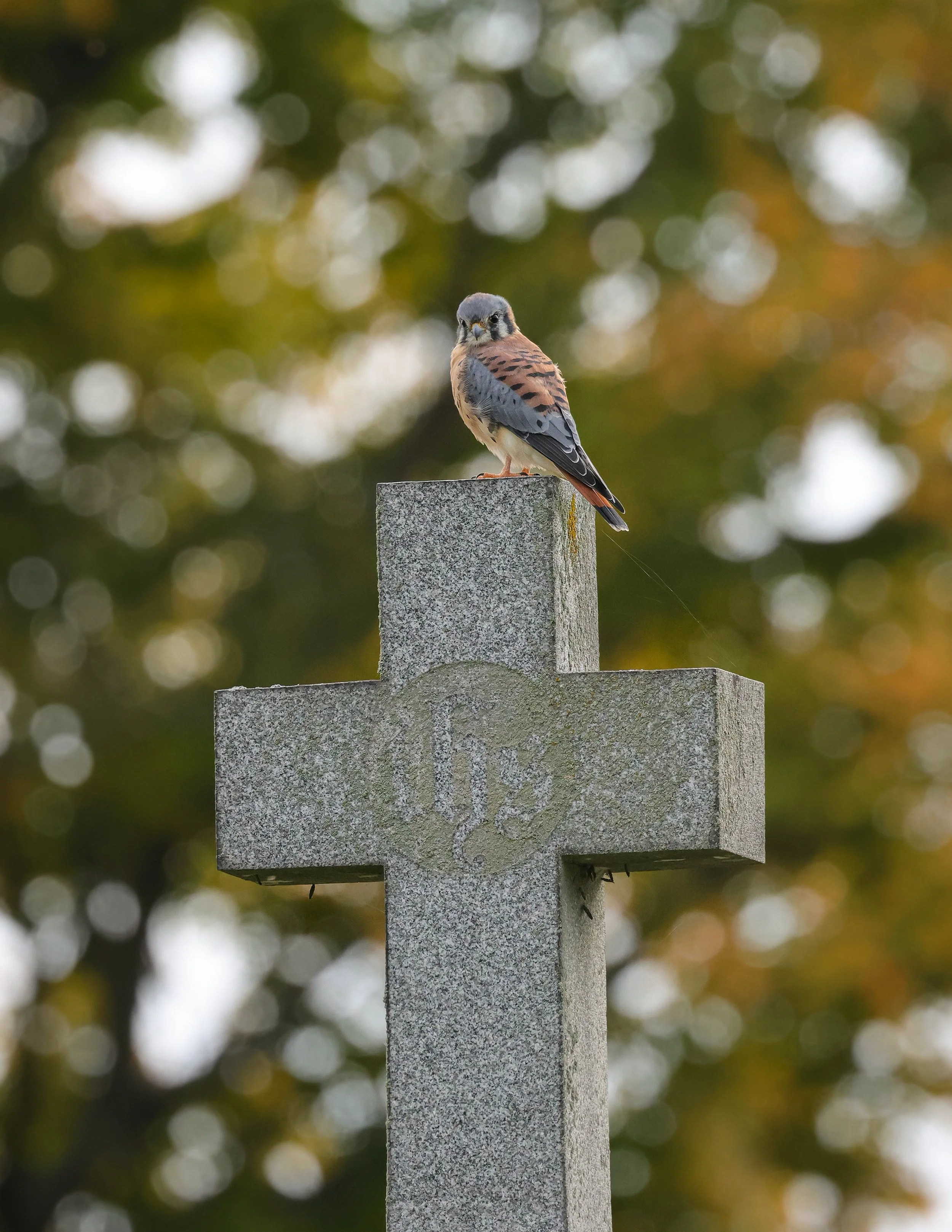 Kestrel fall stm 2.jpg