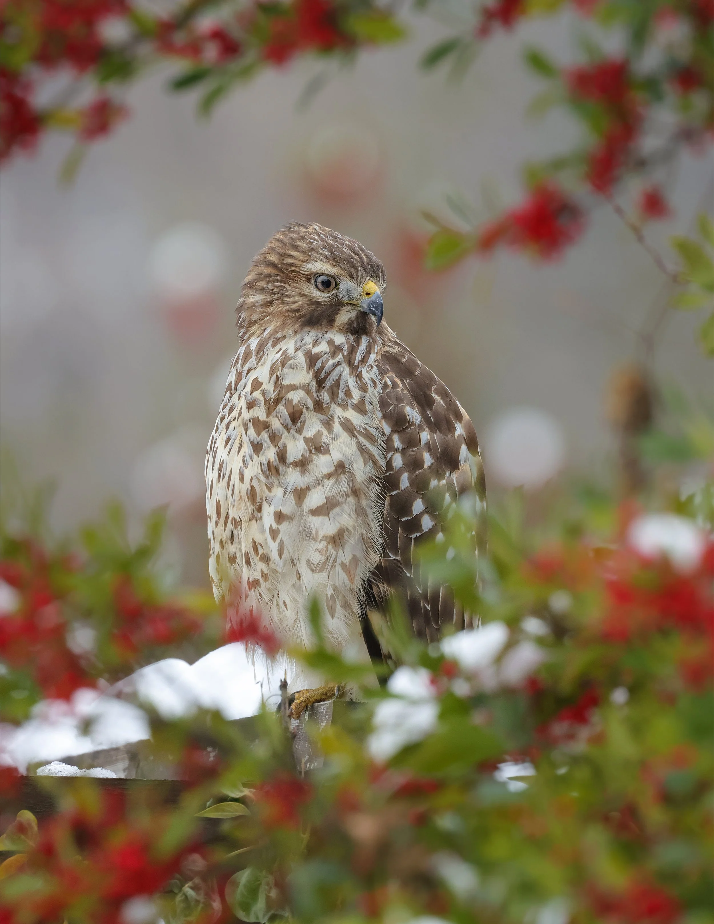 Red-shouldered Hawk Holly Berries.jpg