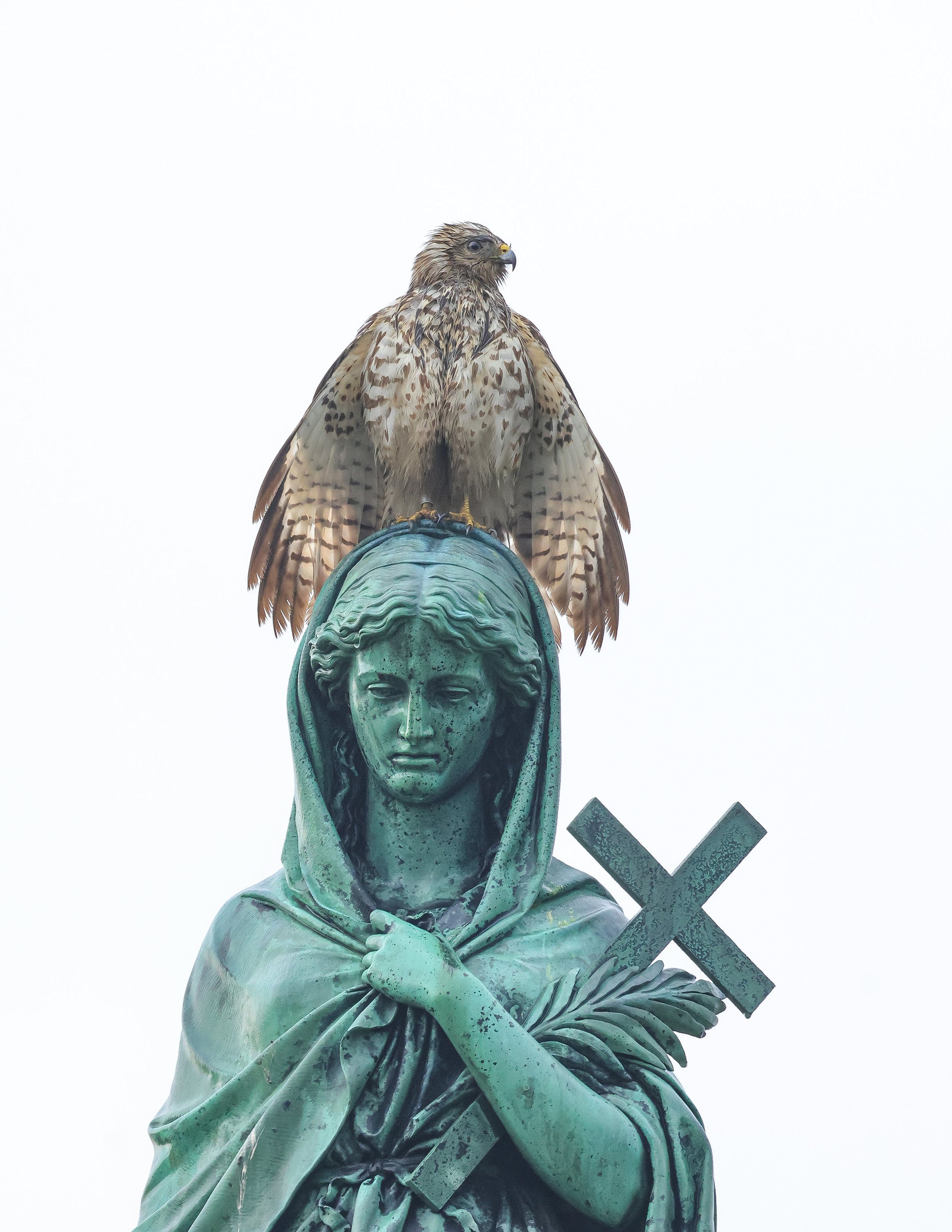 Rsha juv wet mary 6.jpg