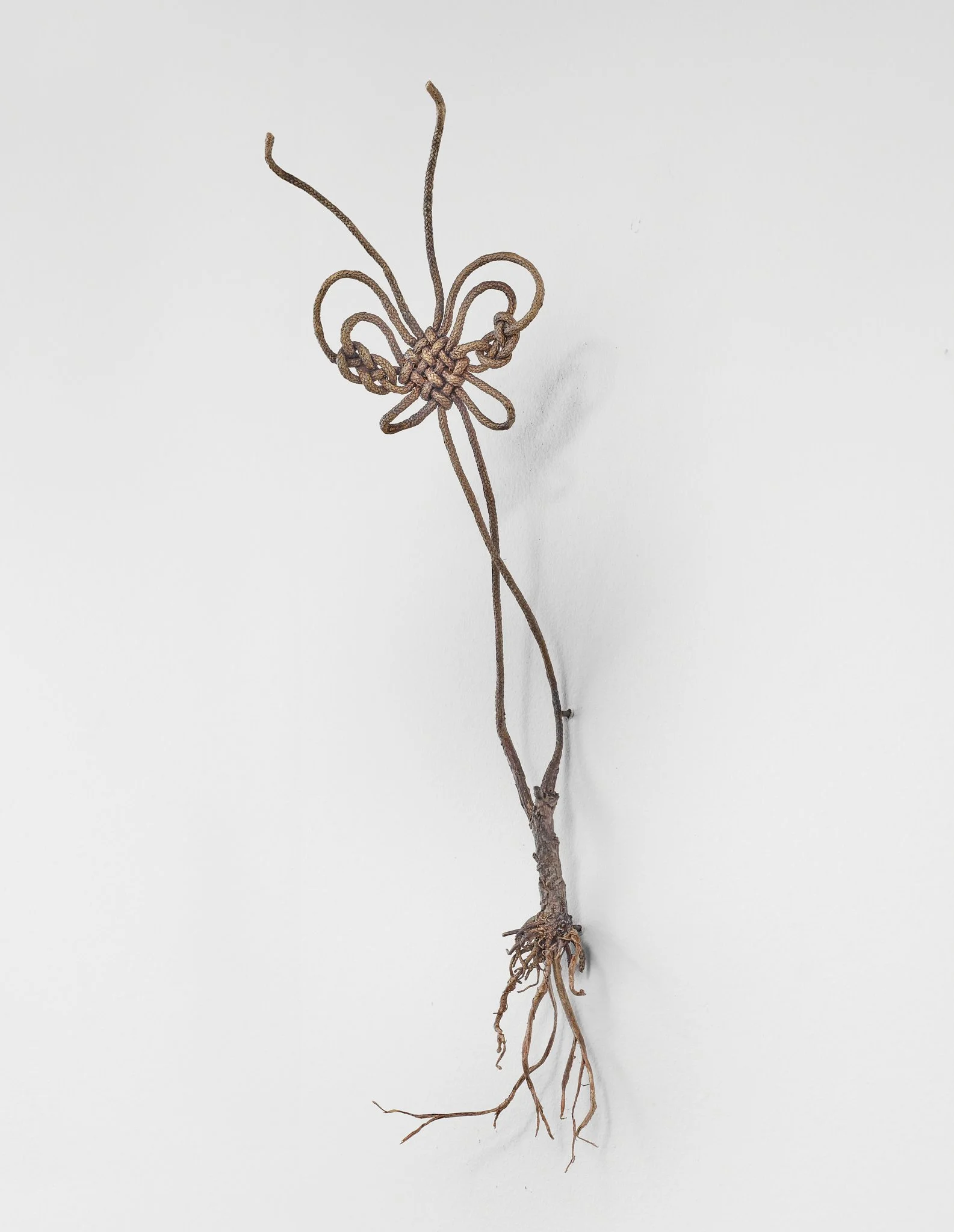 Roots and wings.jpg