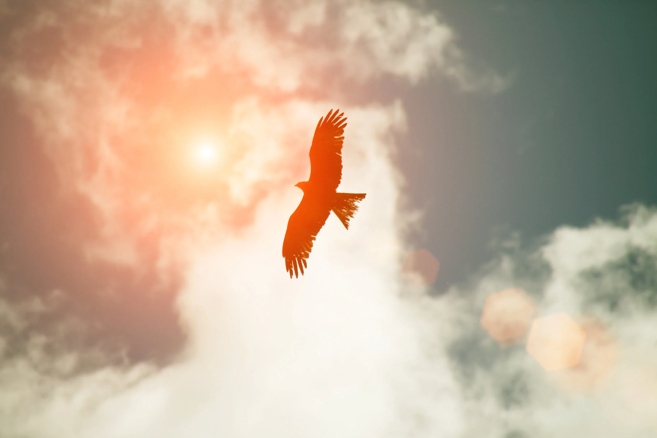 EAGLE VECTOR.jpg