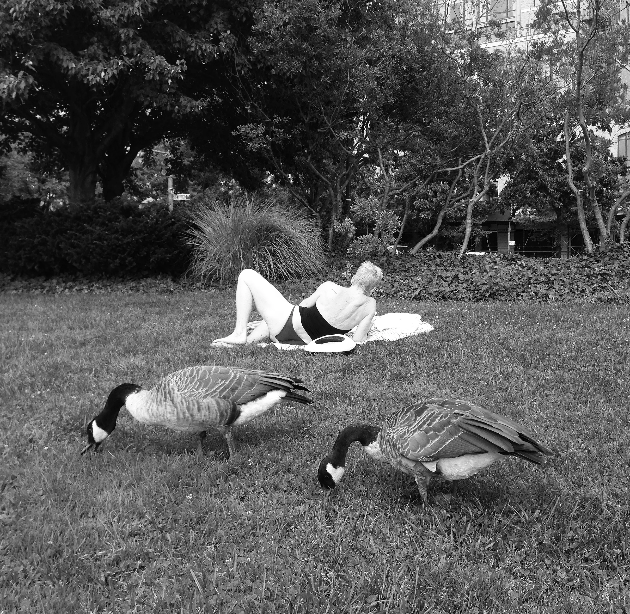 Geese And Woman B&W.jpg