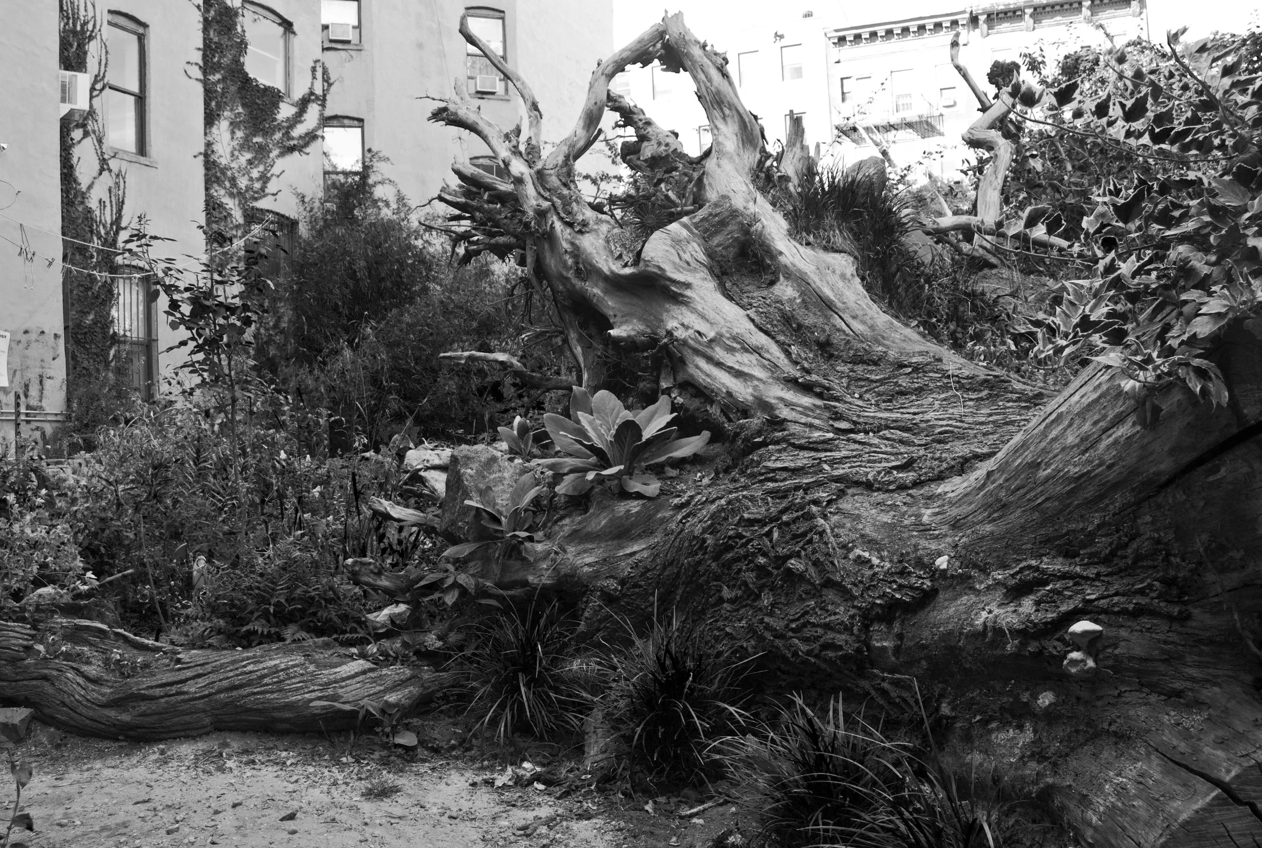 Fallen Tree In Avenue B Garden.jpg
