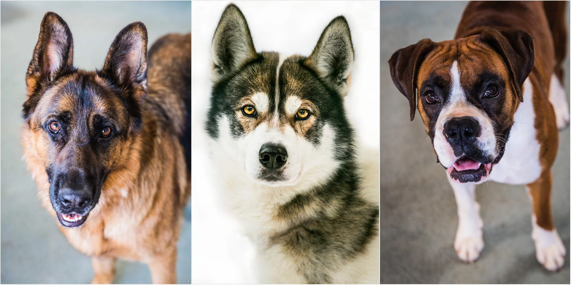 PetsPPP1.jpg