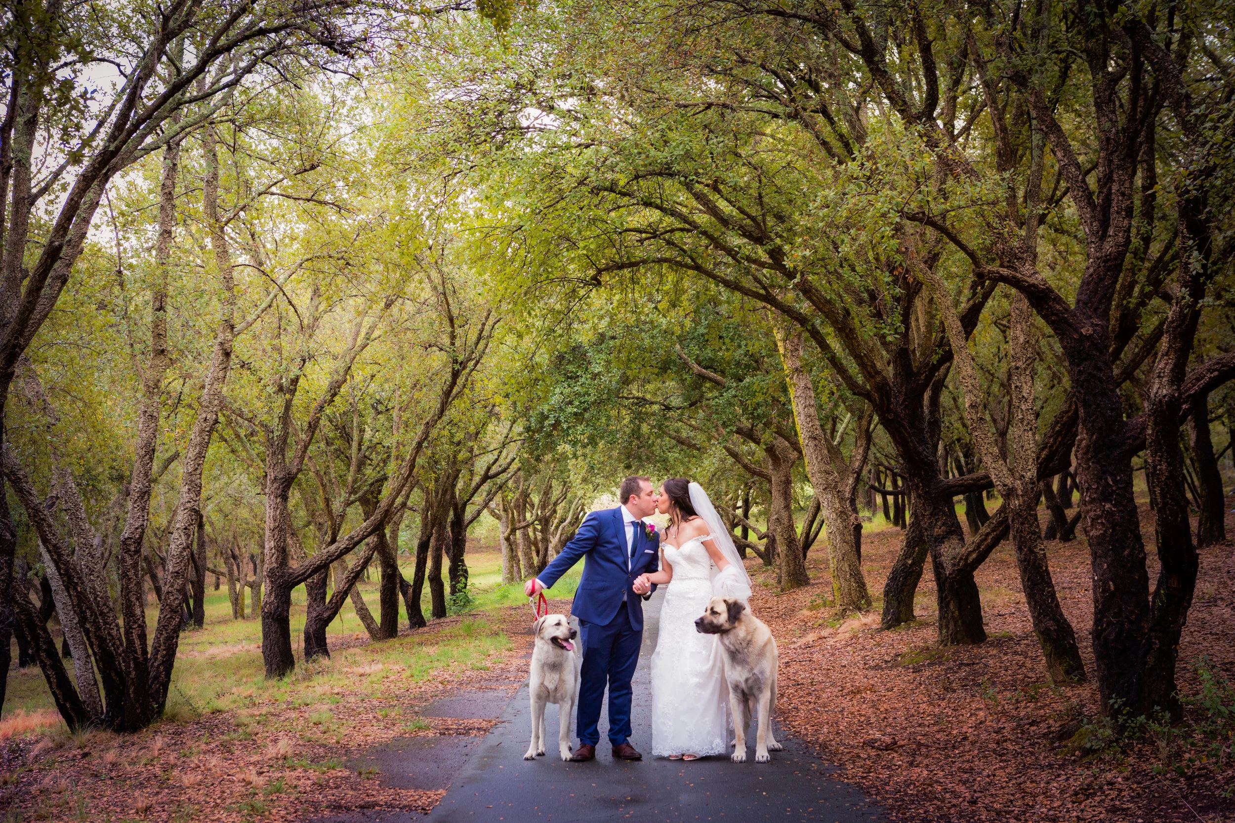 Your Four Legged Friends