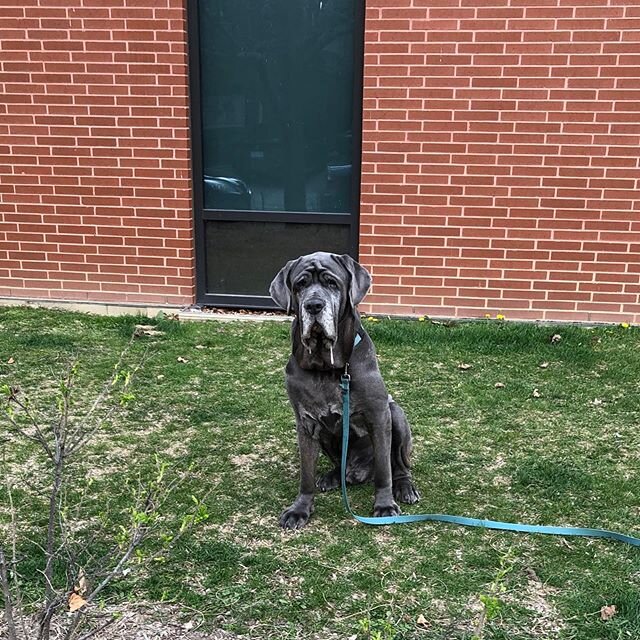 Easter Island statue? No it&rsquo;s Flint the Neapolitan.