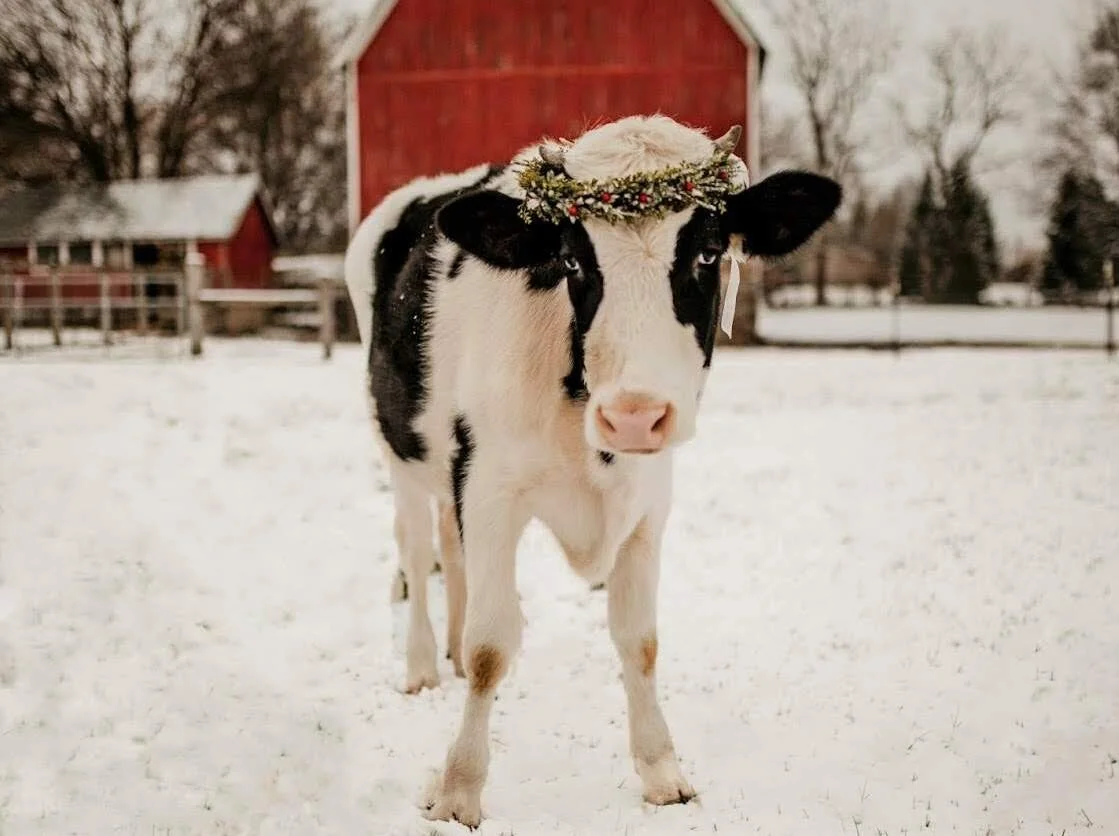 The winner brightened and snow photoshopped w crop.jpg