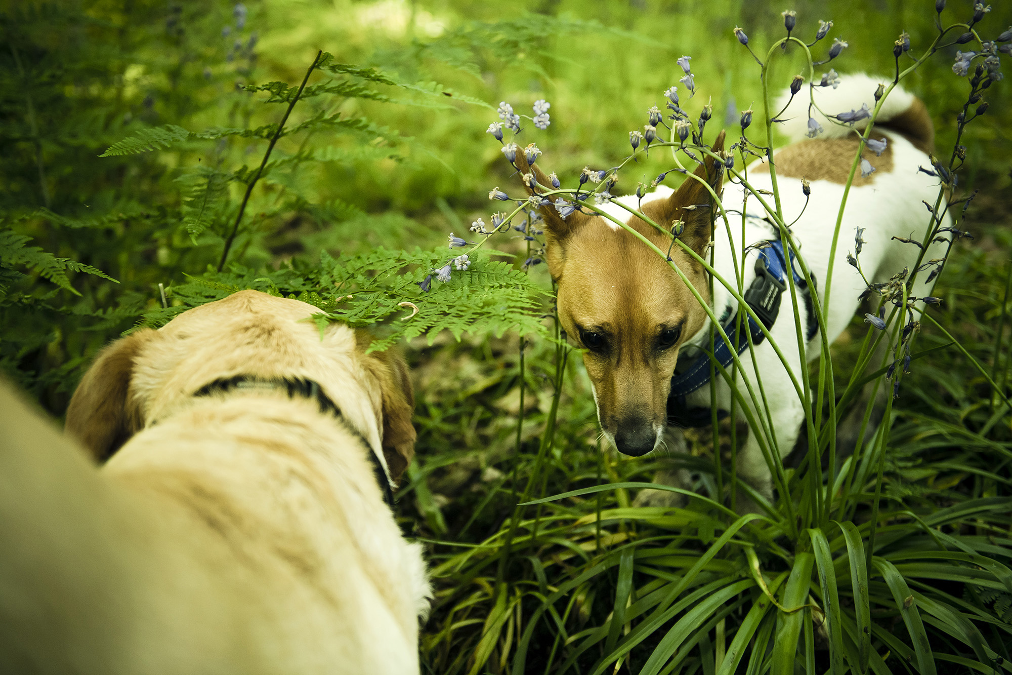 Wharfetails_DogWalking_Ilkley_12.jpg