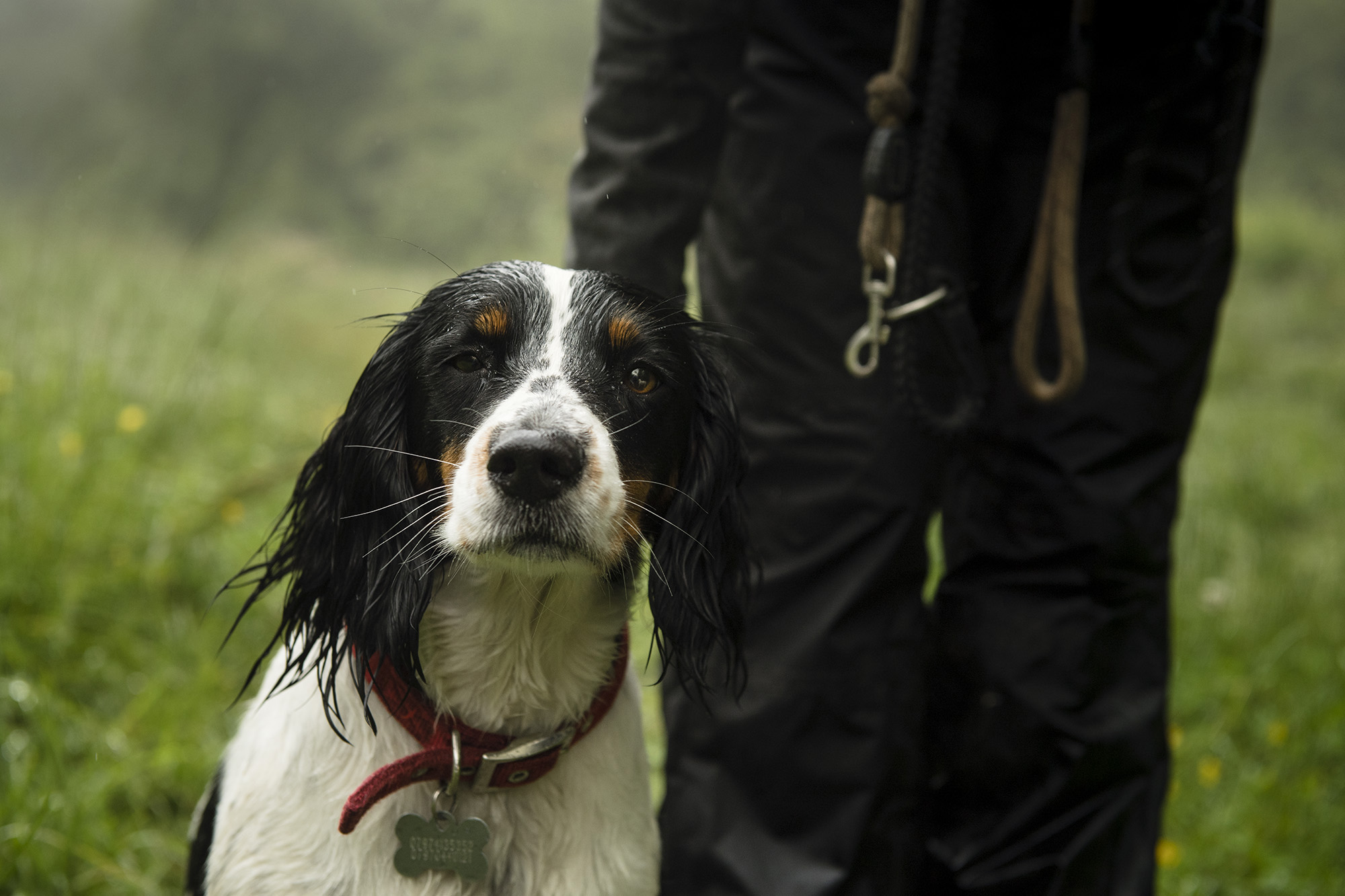 Wharfetails_DogWalking_Ilkley_19.jpg