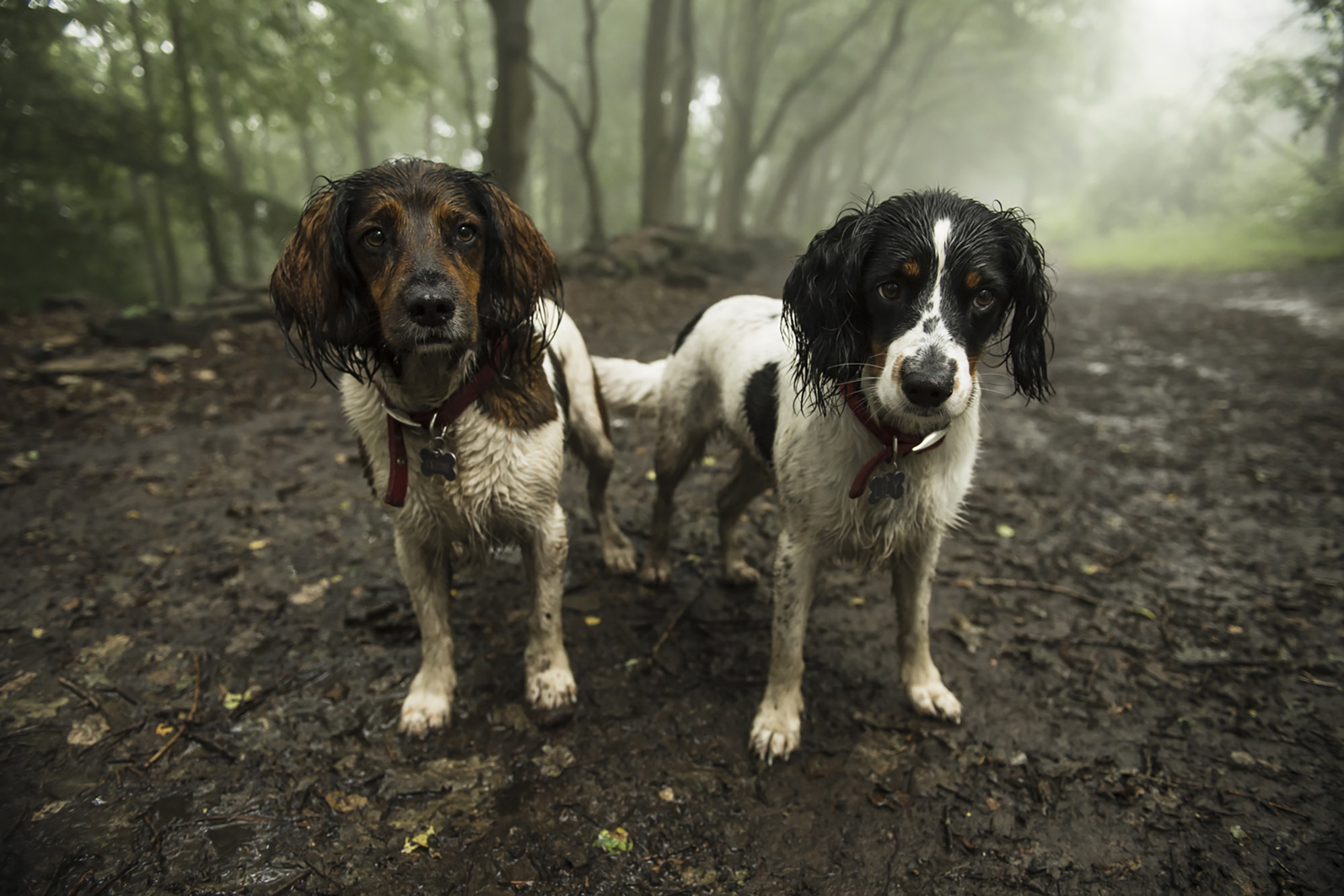 Wharfetails_DogWalking_Ilkley_43.jpg