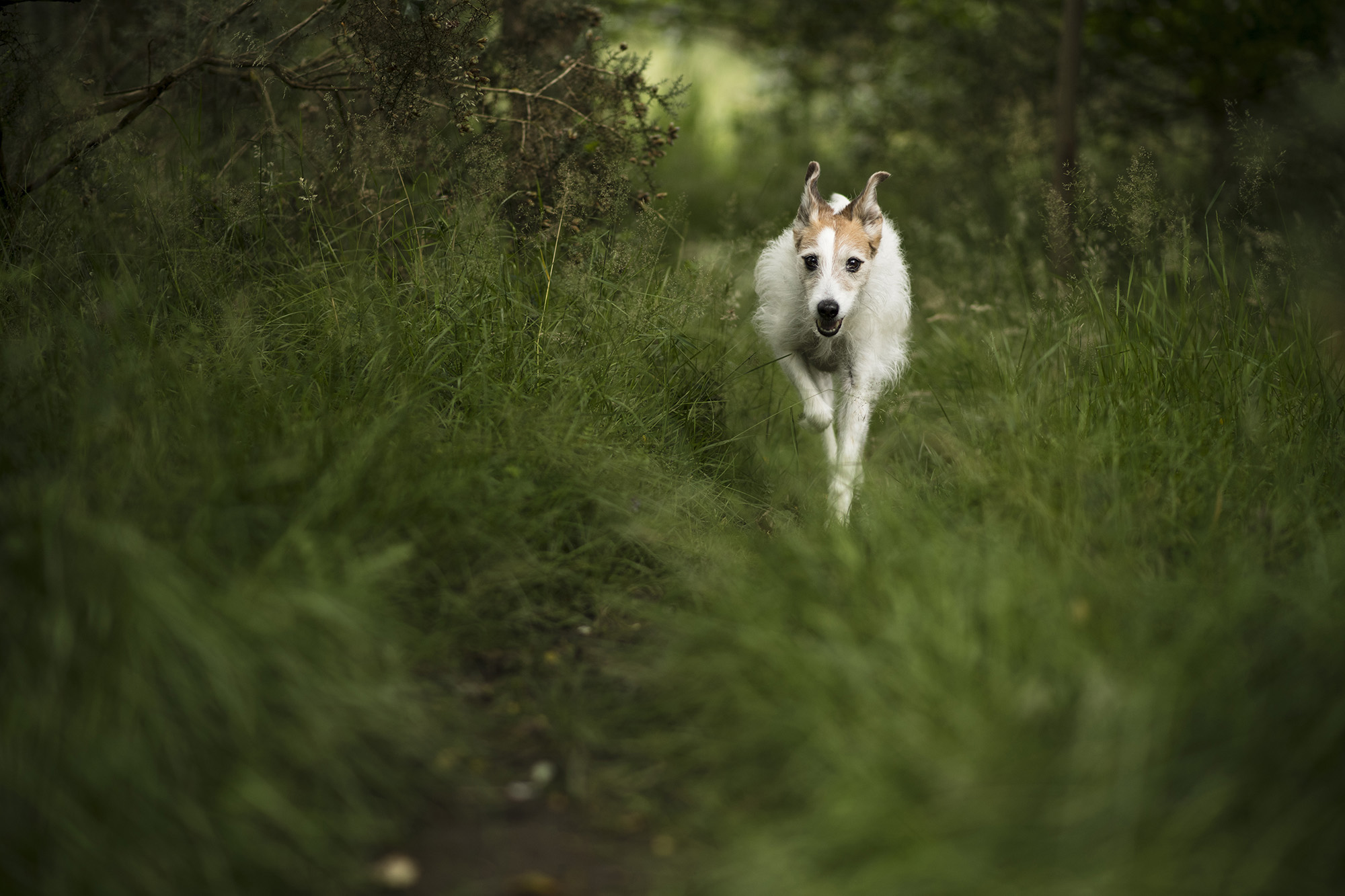 Wharfetails_DogWalking_Ilkley_55.jpg