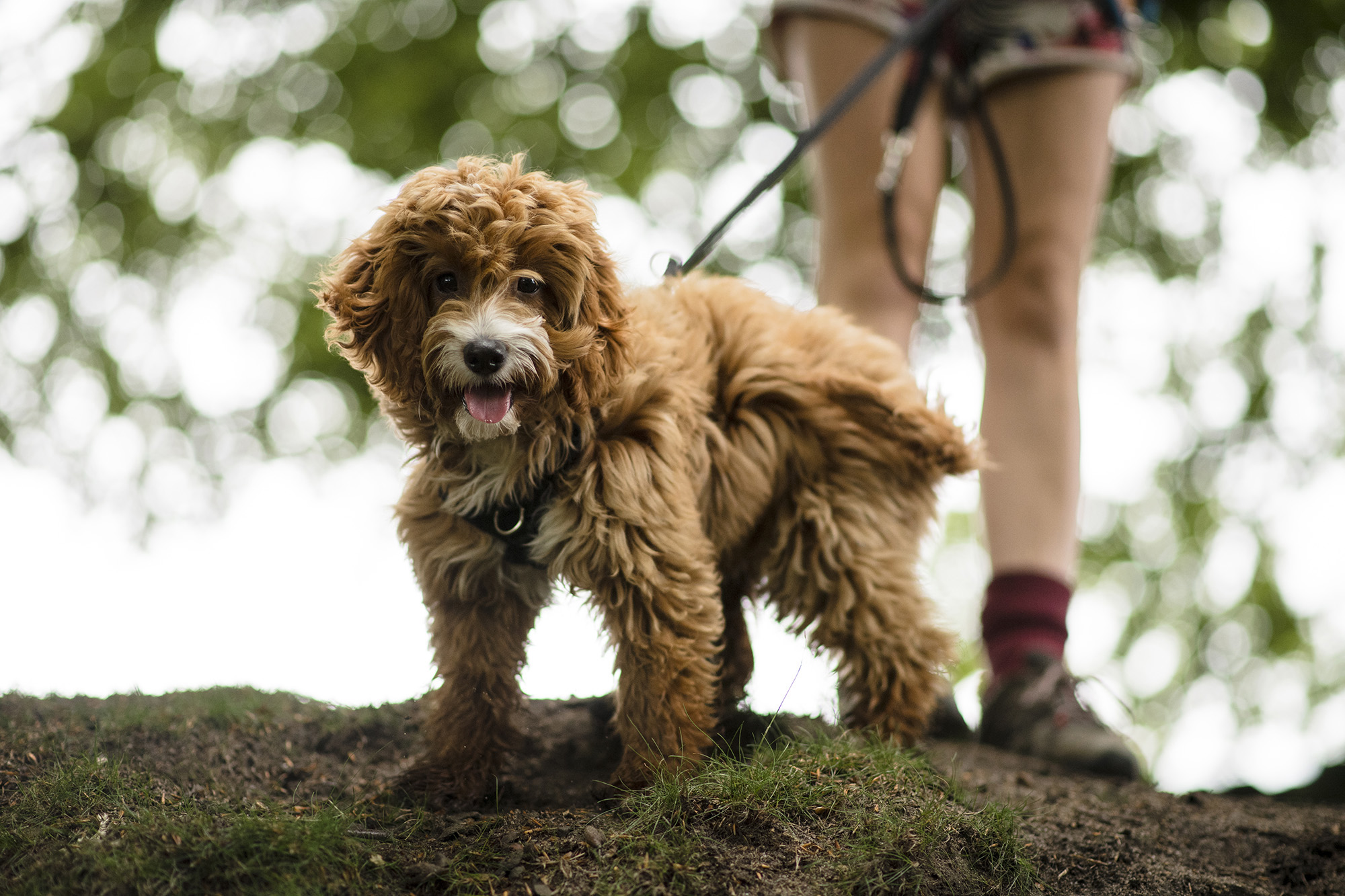 Wharfetails_DogWalking_Ilkley_57.jpg