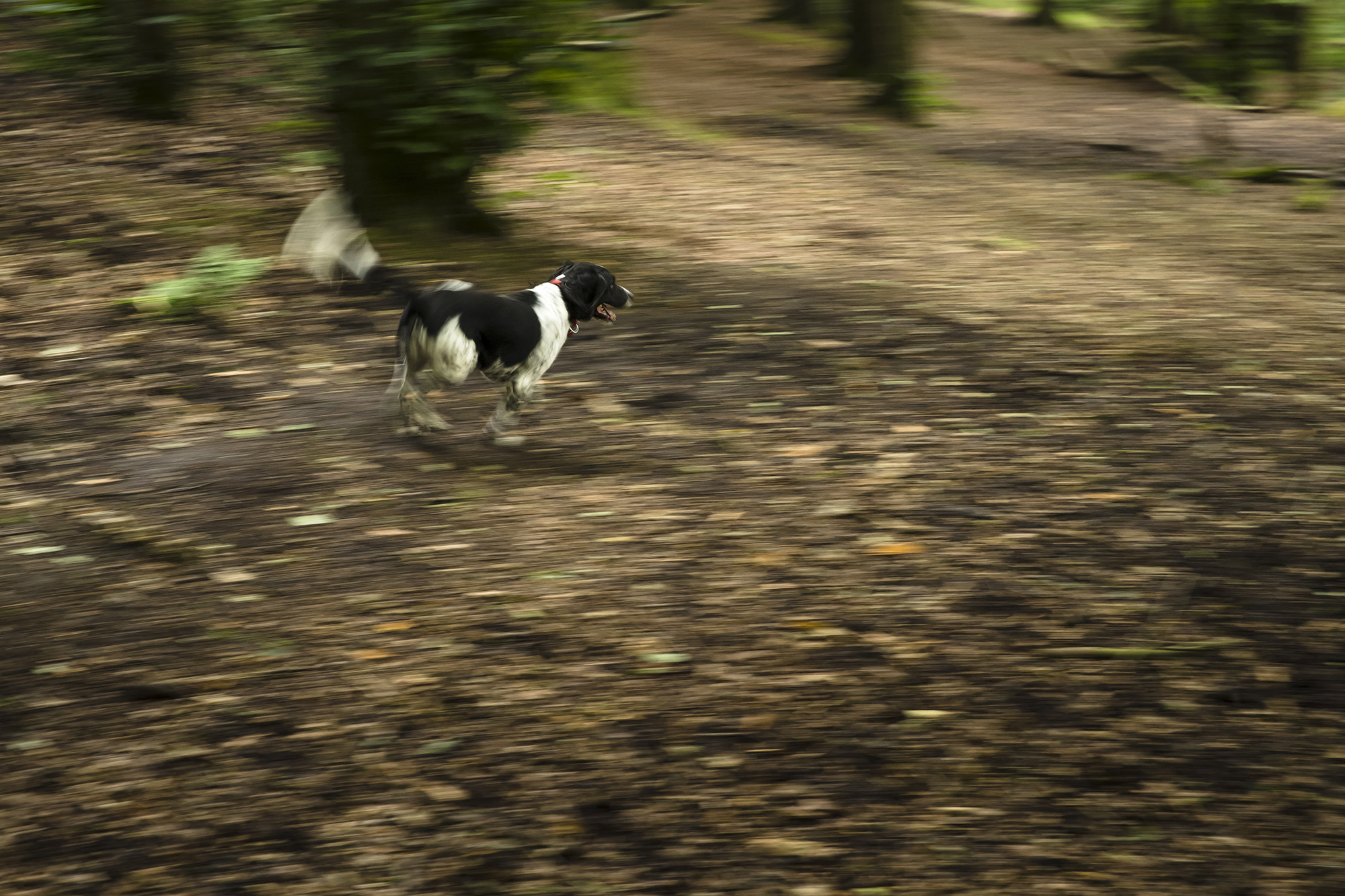 Wharfetails_DogWalking_Ilkley_61.jpg