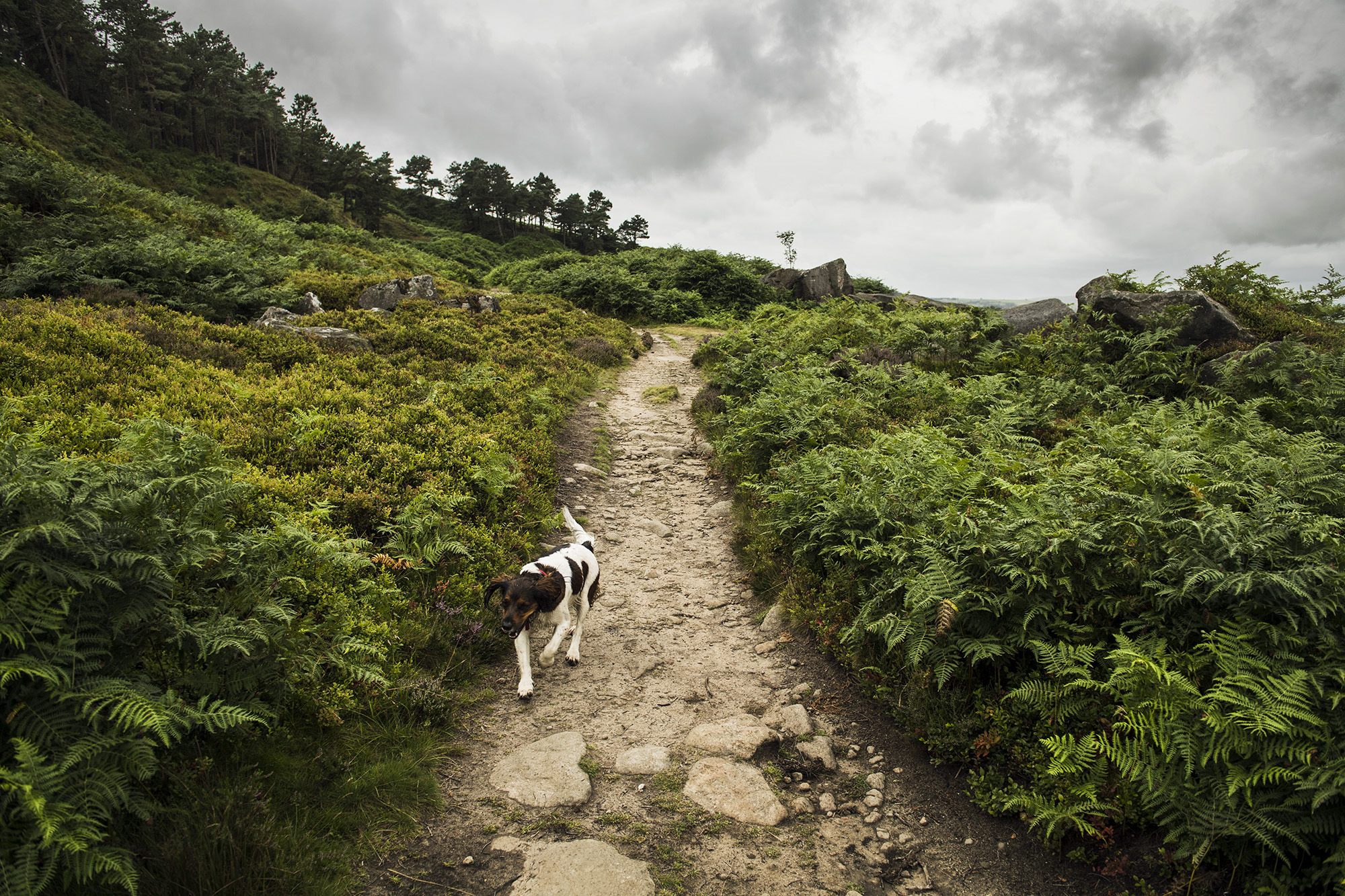 Wharfetails_DogWalking_Ilkley_65.jpg