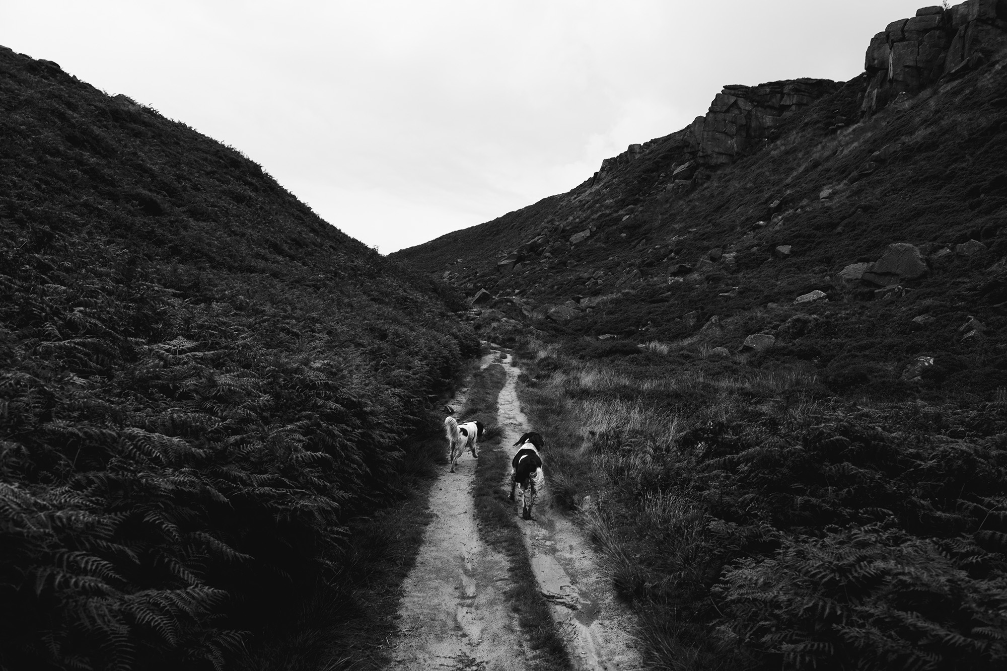 Wharfetails_DogWalking_Ilkley_70.jpg