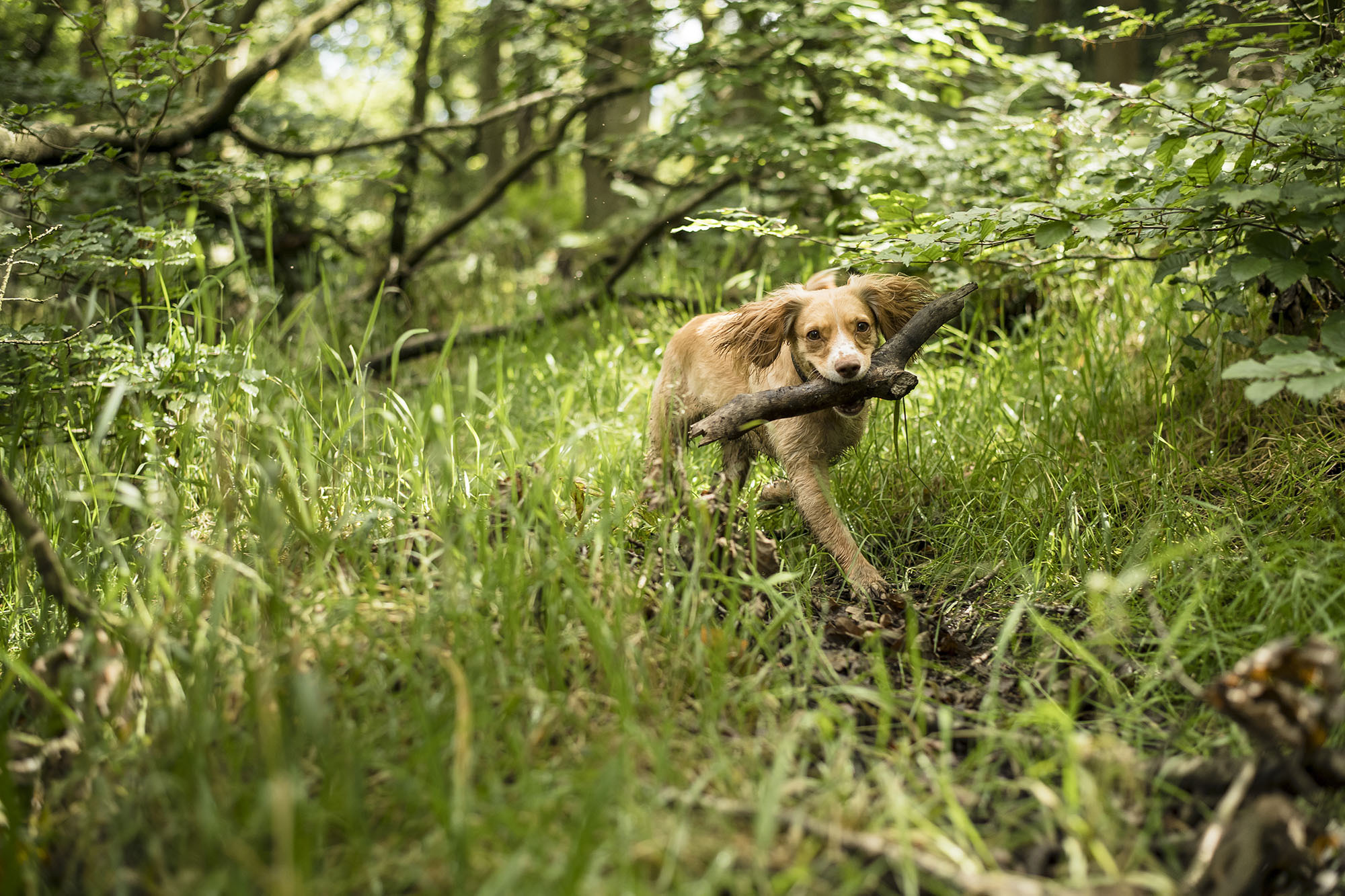 Wharfetails_DogWalking_Ilkley_71.jpg