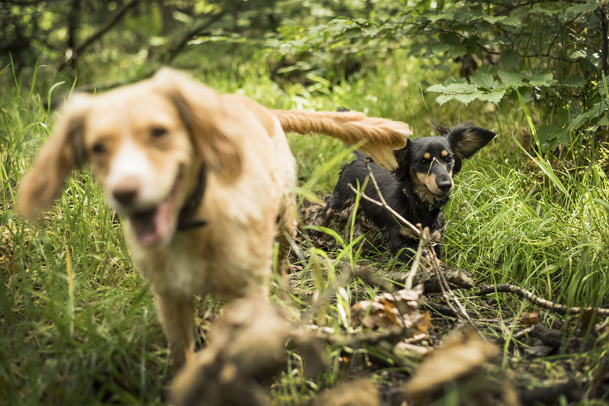 Wharfetails_DogWalking_Ilkley_72.jpg