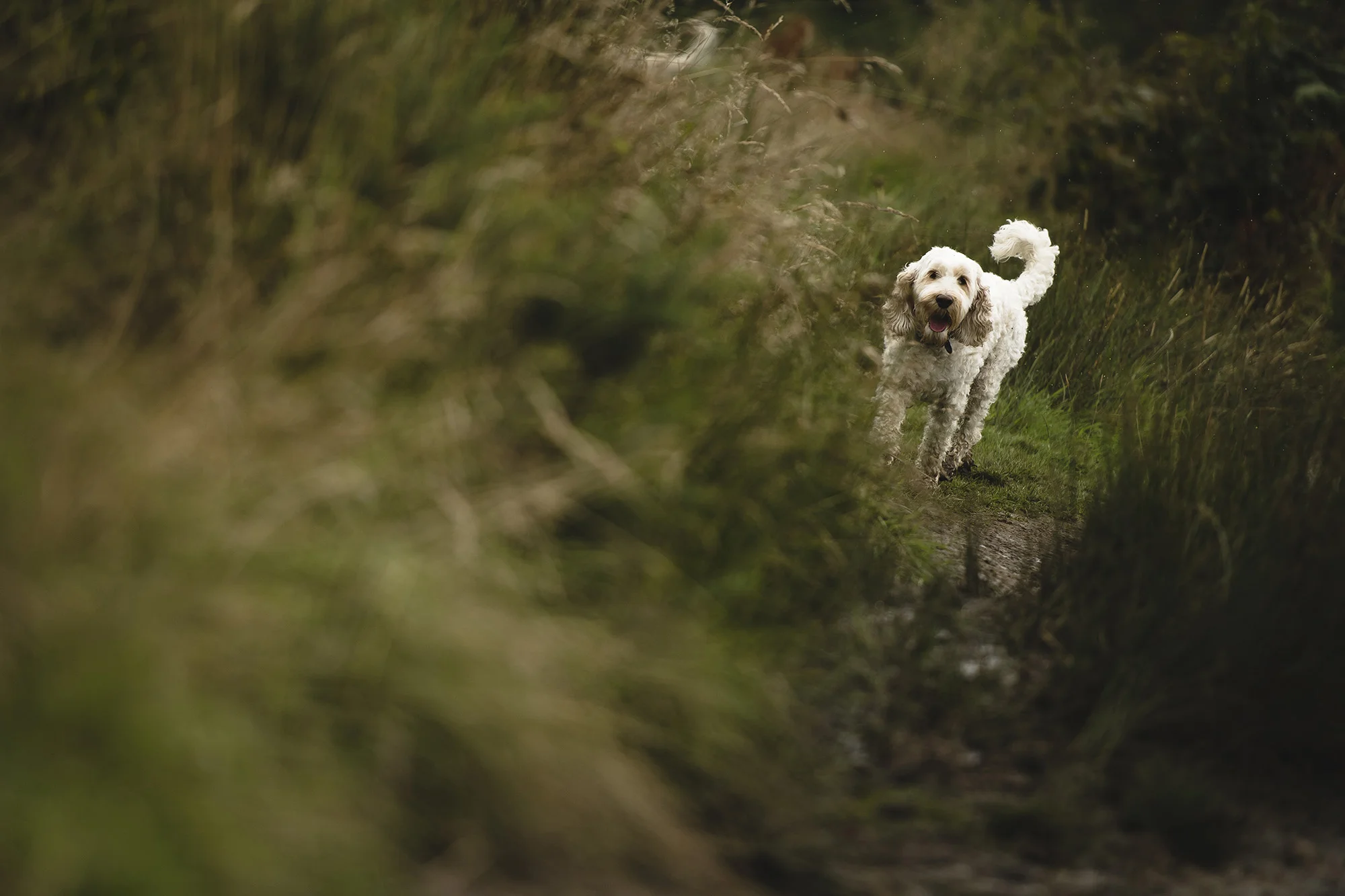 Wharfetails_DogWalking_Ilkley_76.jpg