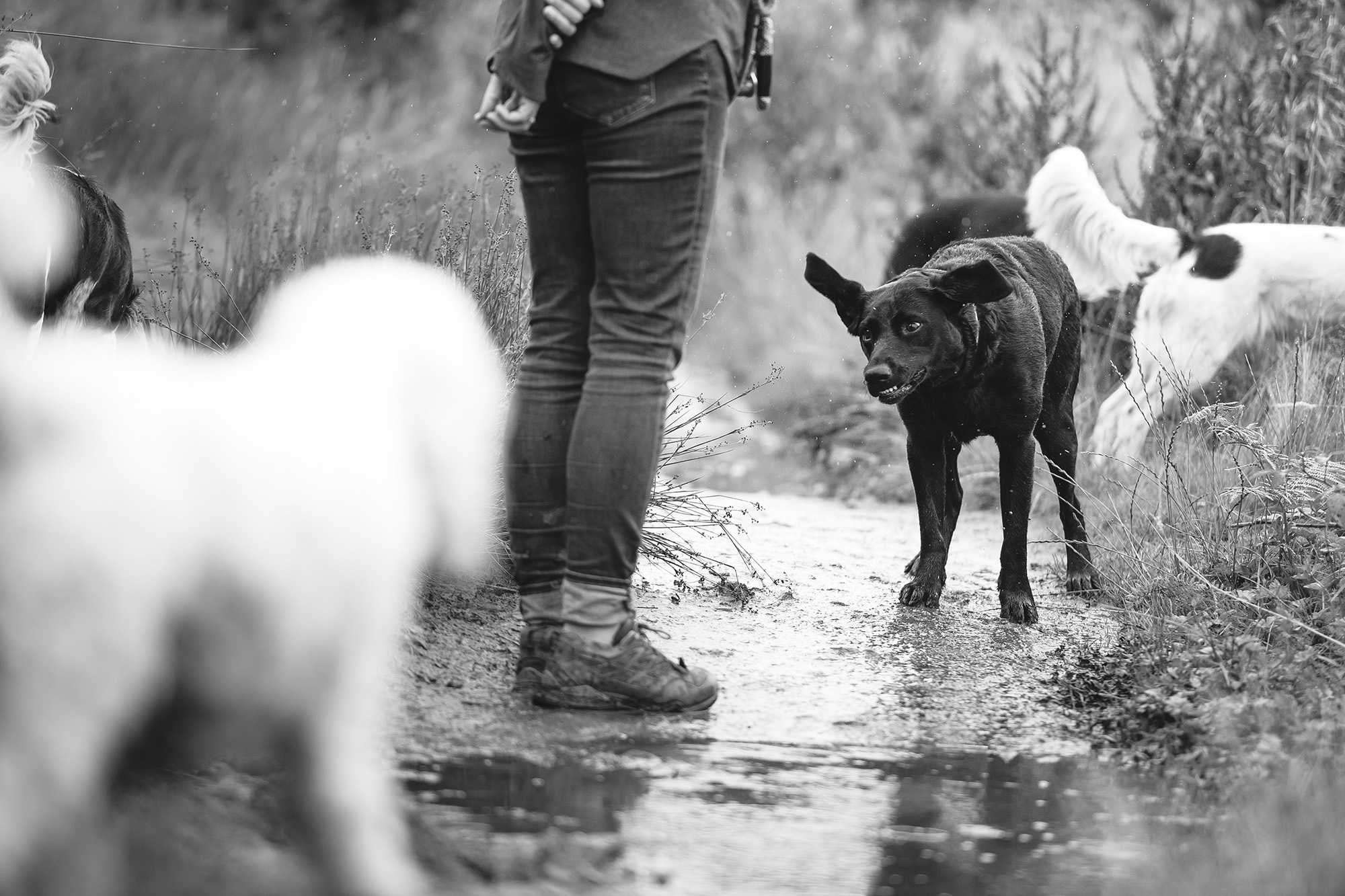 Wharfetails_DogWalking_Ilkley_77.jpg