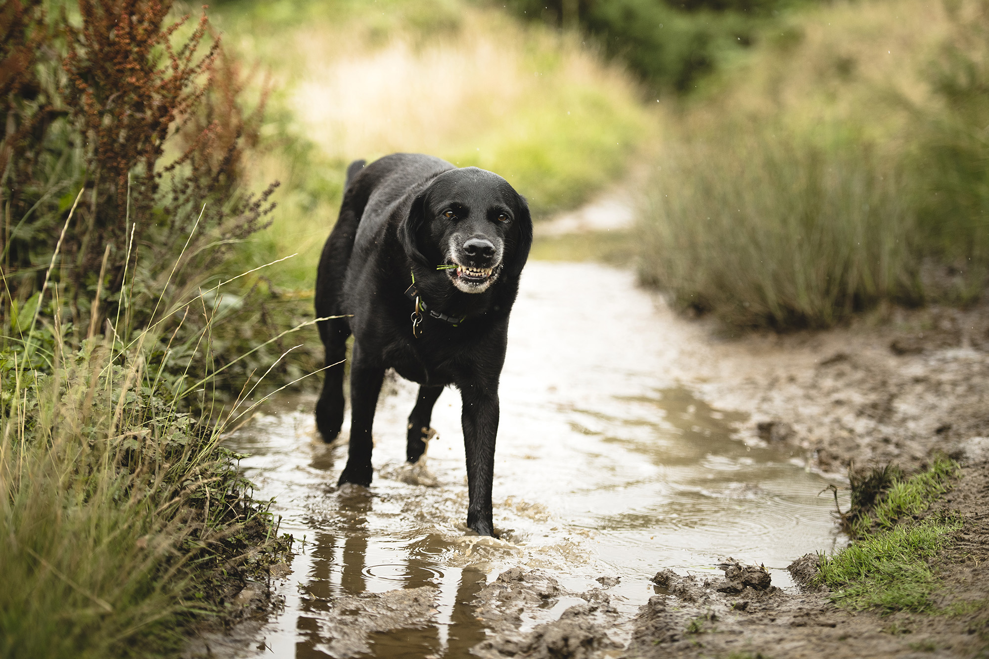 Wharfetails_DogWalking_Ilkley_78.jpg