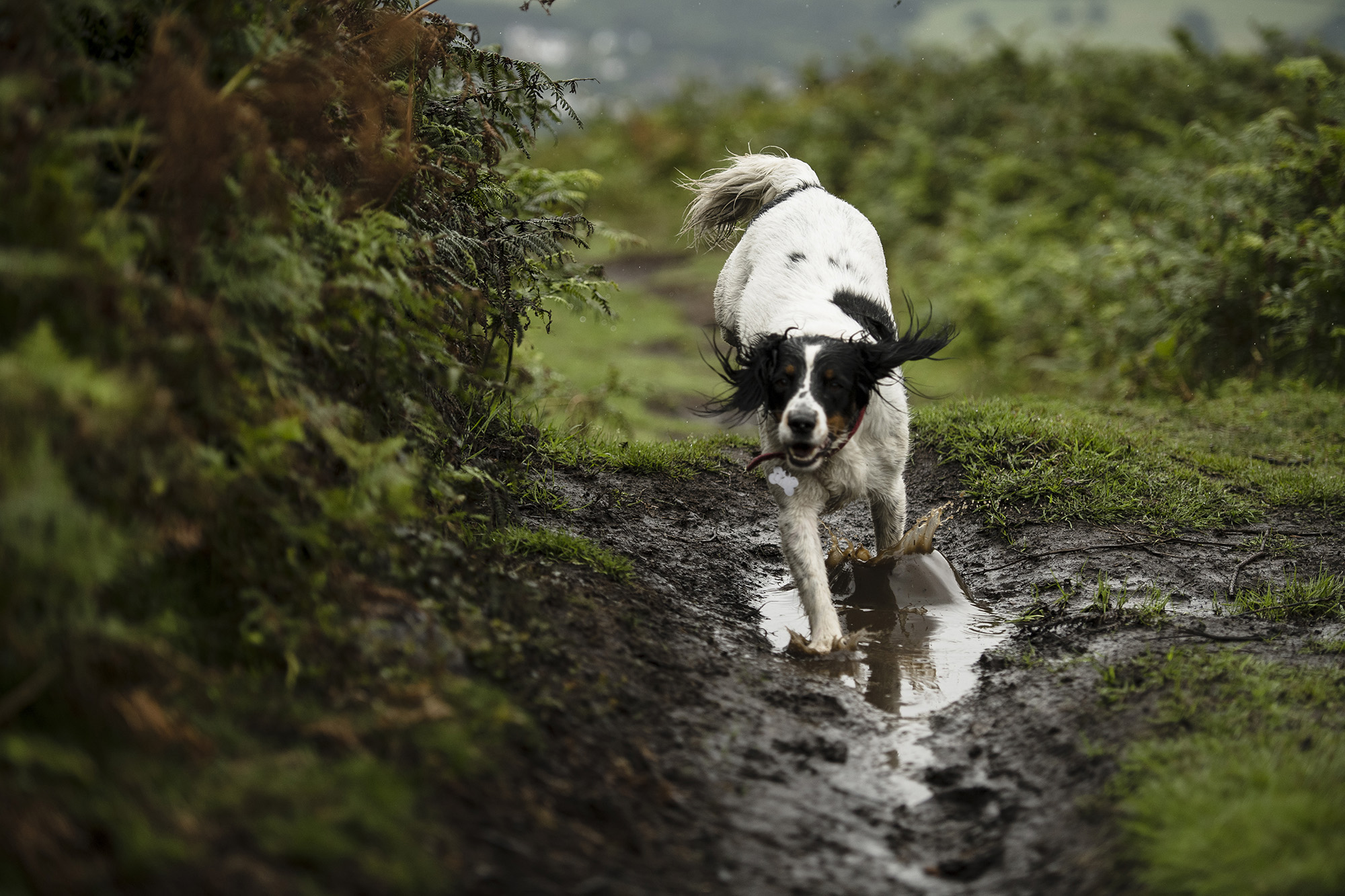 Wharfetails_DogWalking_Ilkley_85.jpg