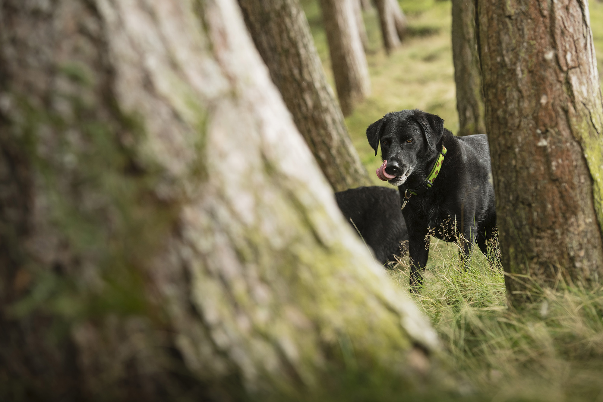 Wharfetails_DogWalking_Ilkley_92.jpg