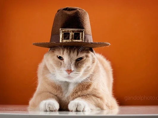 thanksgiving_pilgrim_cats_02.jpg