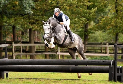 Leatherdale-grey-horse-.jpg