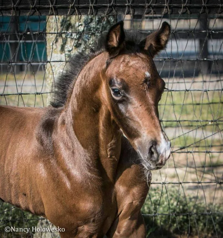 Fassbender CF (Fairbanks- SPS De Lovely, Dormello, Rubinstein). Owned by Nancy Holowesko.