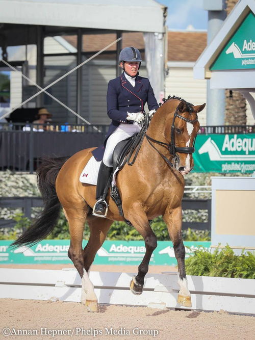 Blessen Erstellendaruma Fields Saddlery Blessen Erstellendaruma Fields Saddlery