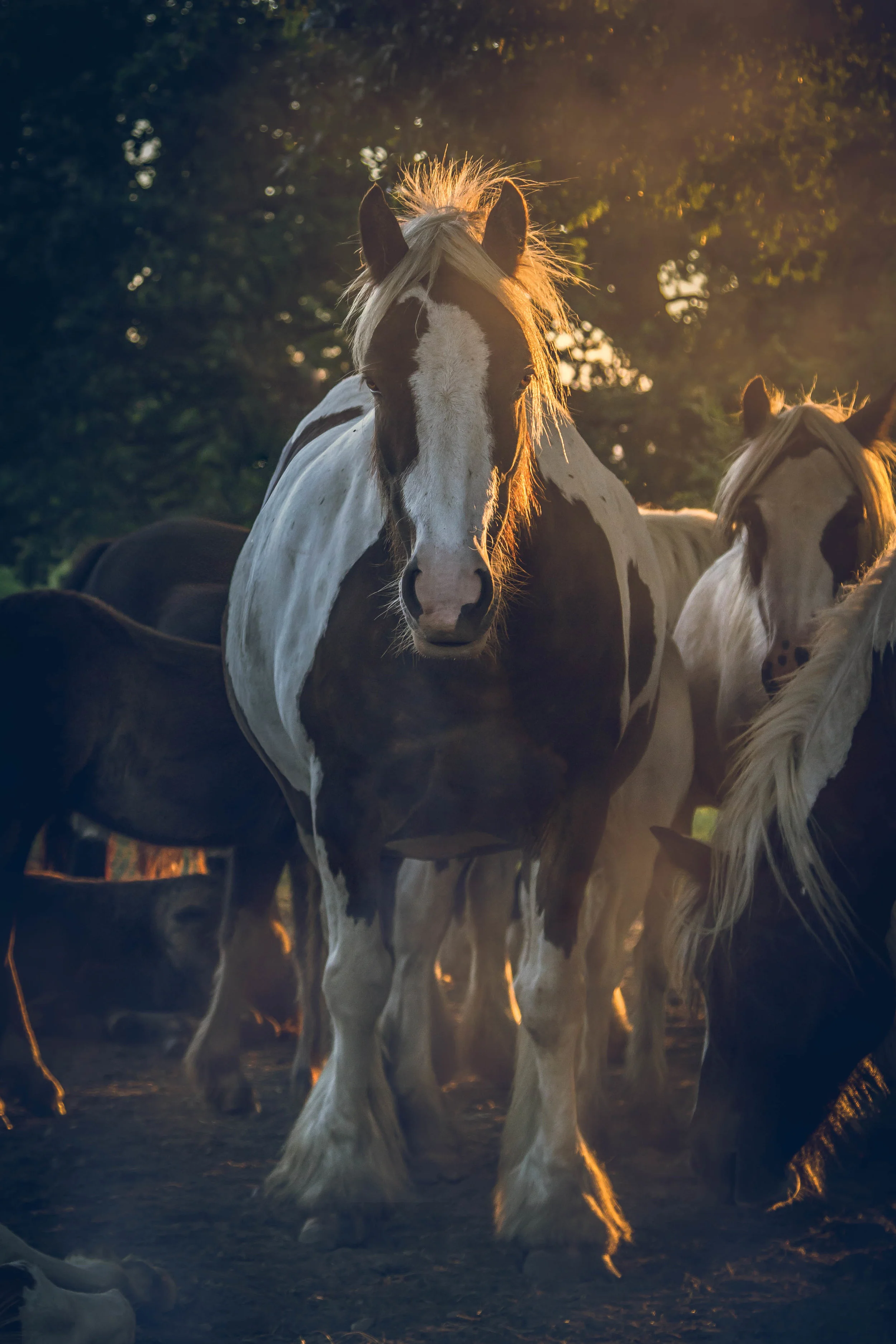 Horse-1.jpg