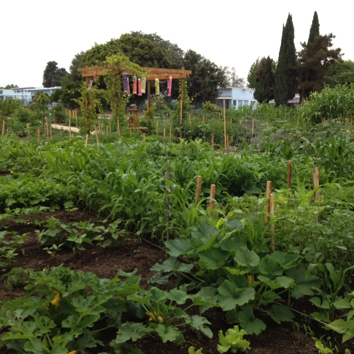 Community &amp; School Gardens