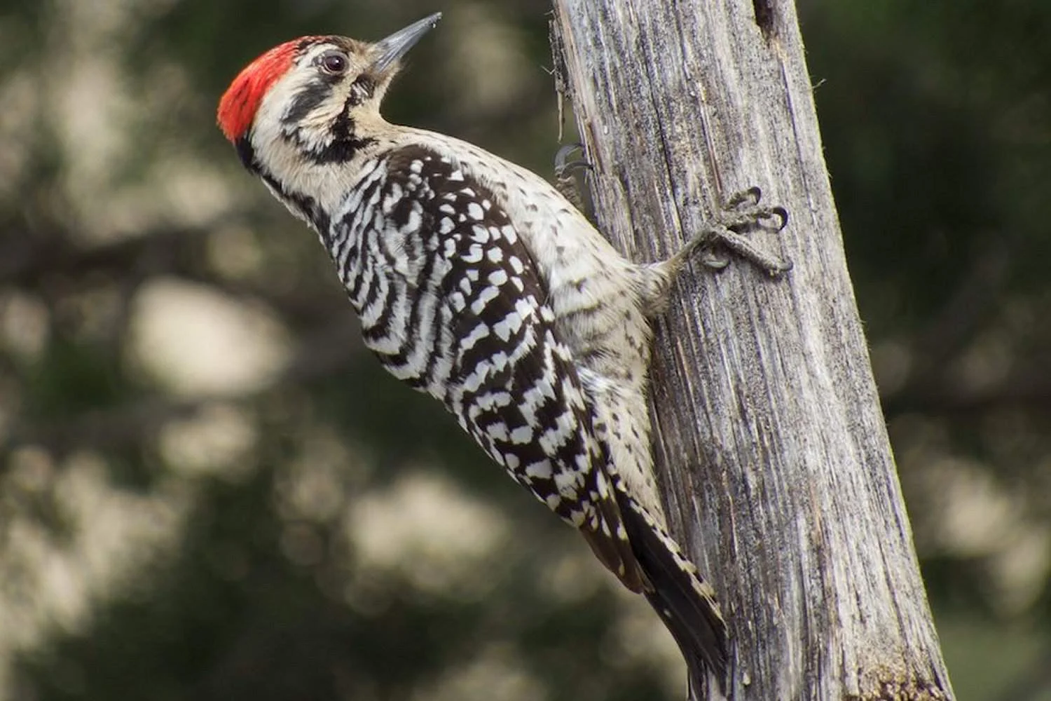 ladder-backed-woodpecker.jpg