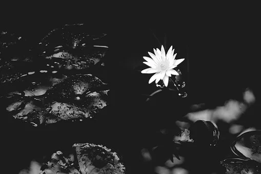 water-lily-1015215__340.jpg