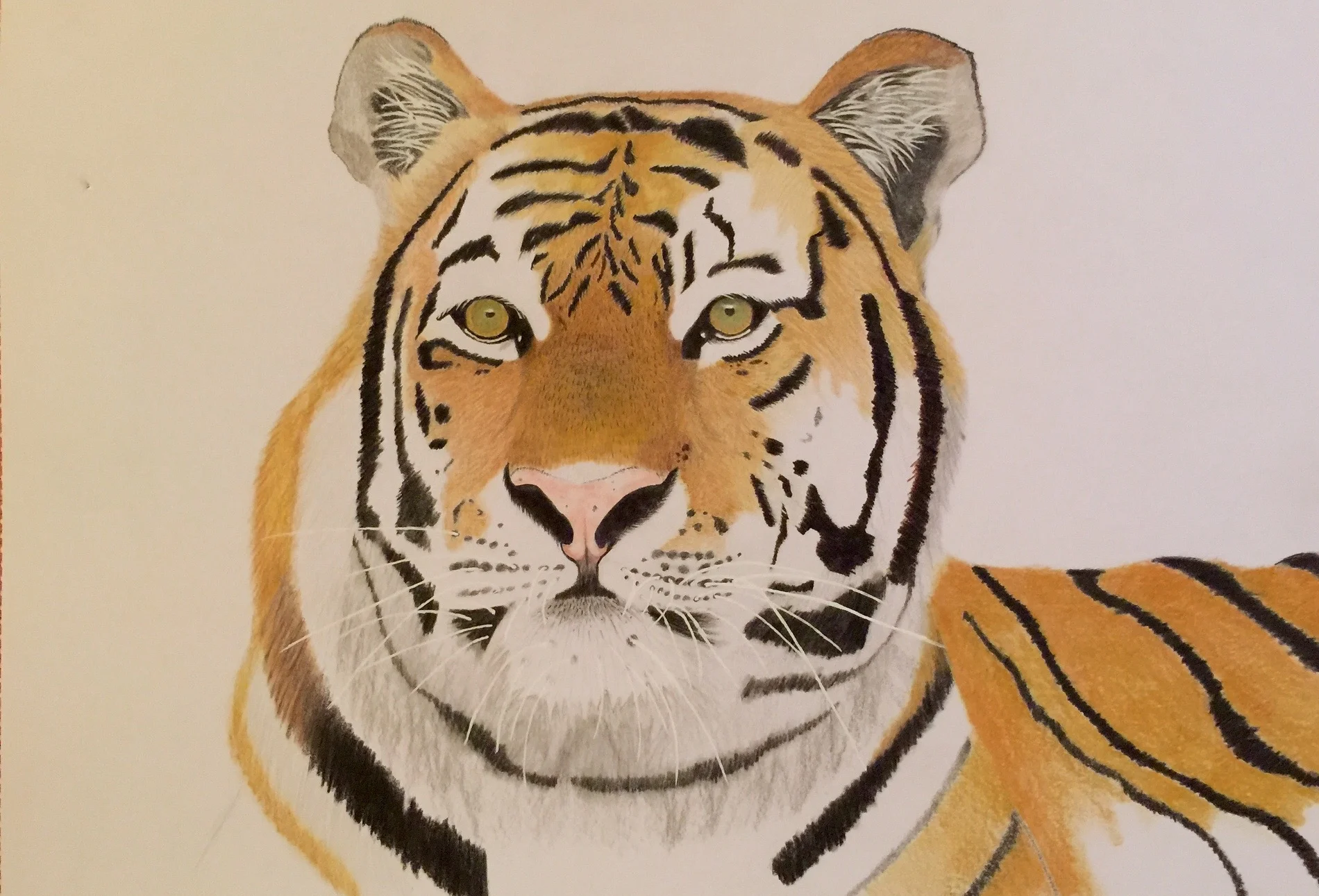 Colored Pencil Tiger