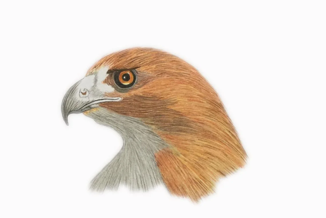 Bird Of Pray.jpg