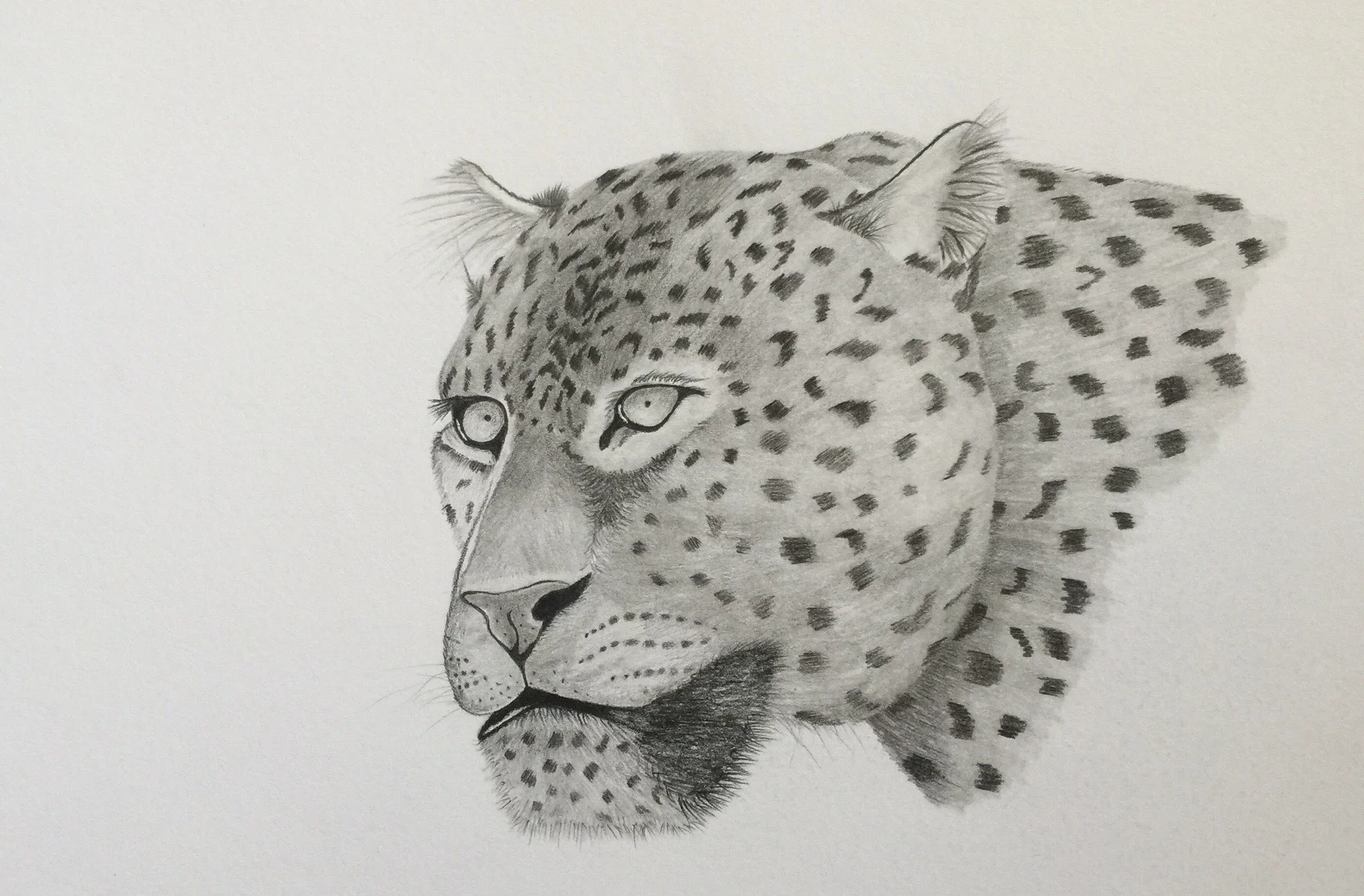 Leopard.jpg