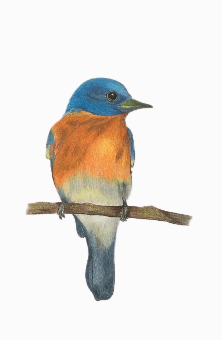 First Bird Drawing.jpg