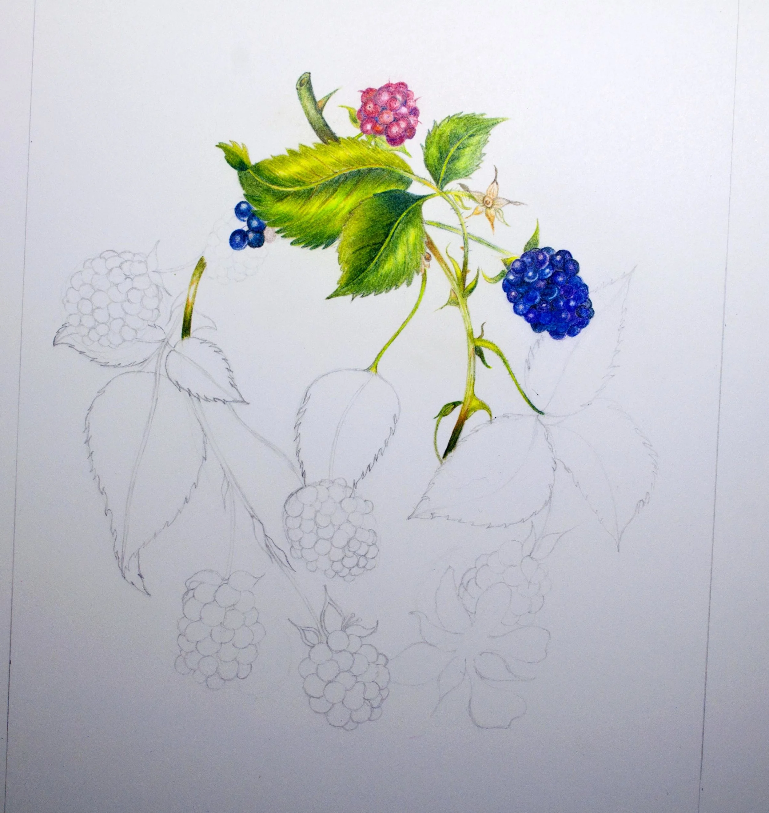 Fourth ProColour Botanical Image.jpg