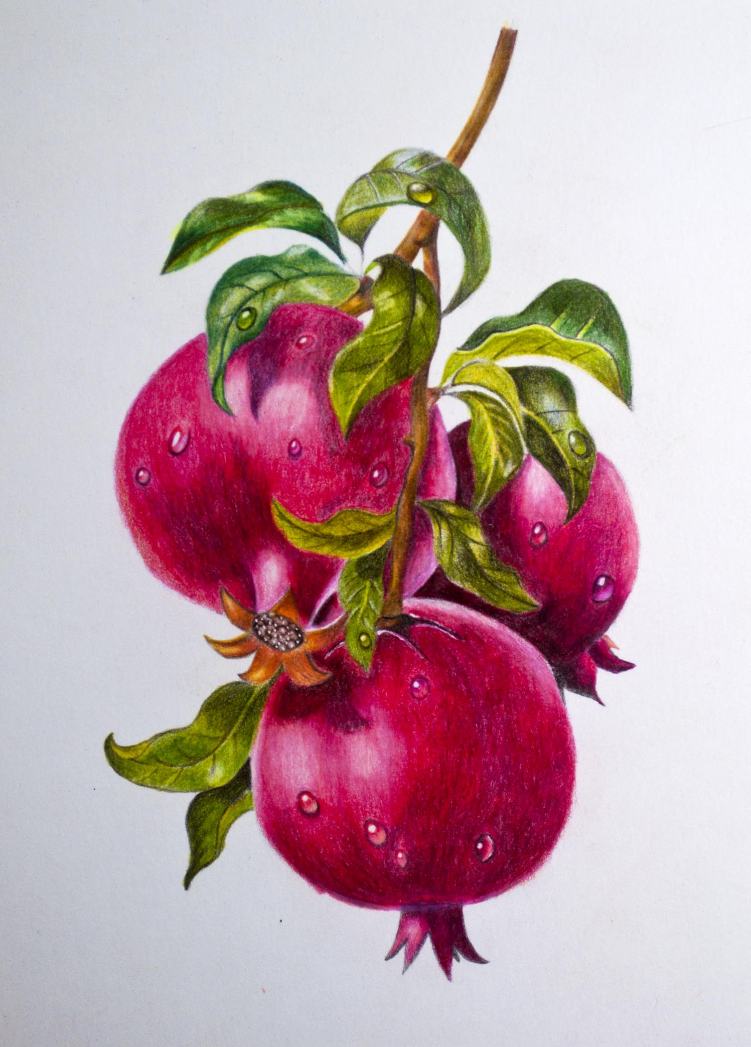 Pomegranate Drawing High-Res Vector Graphic - Getty Images