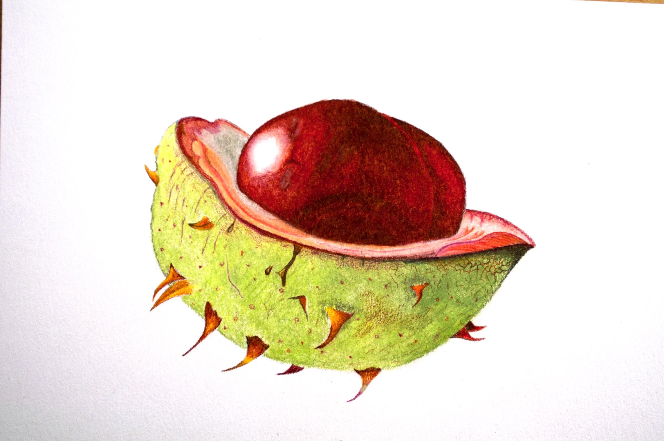 Jerrys Conker.jpg