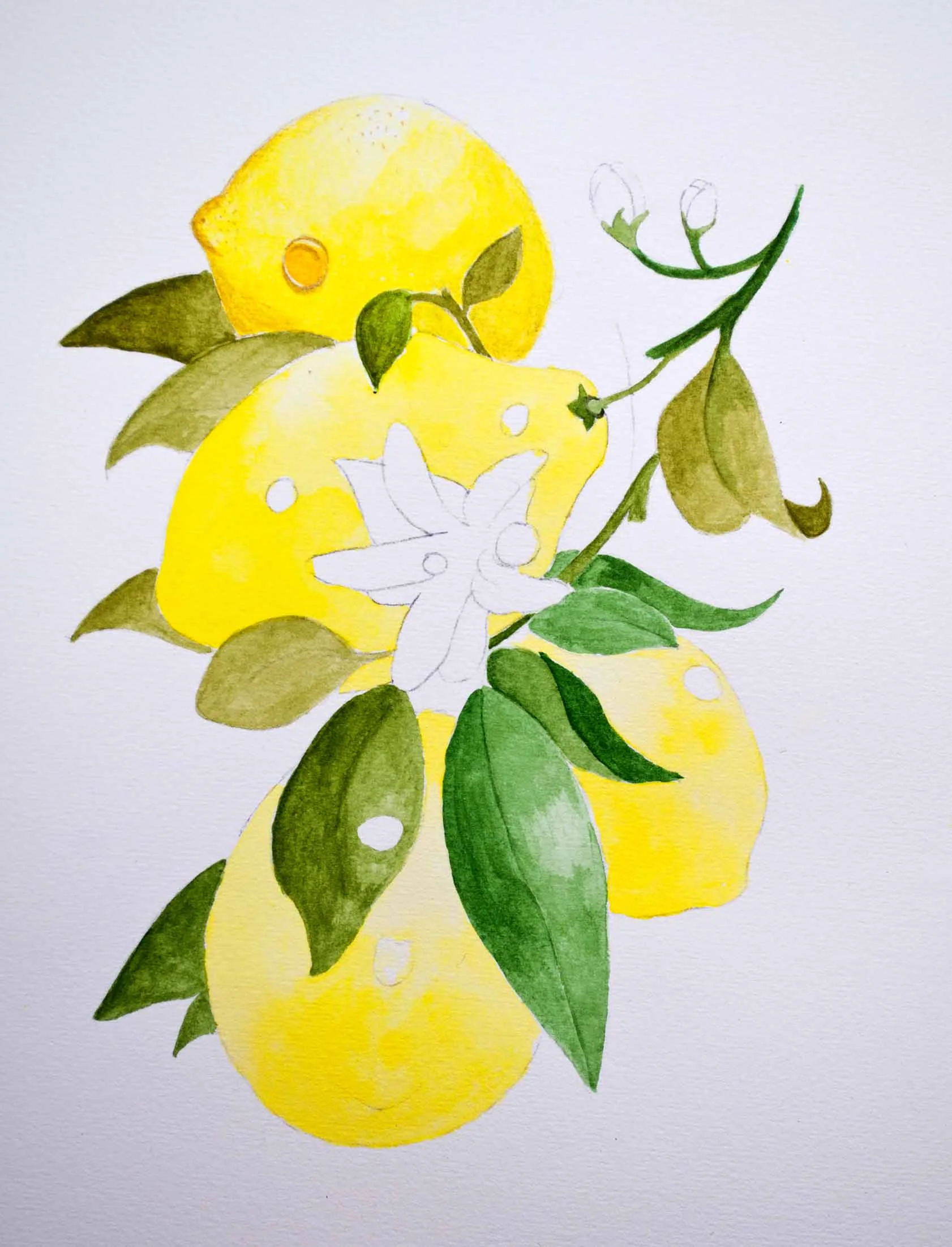 W&N Lemons image 1.jpg