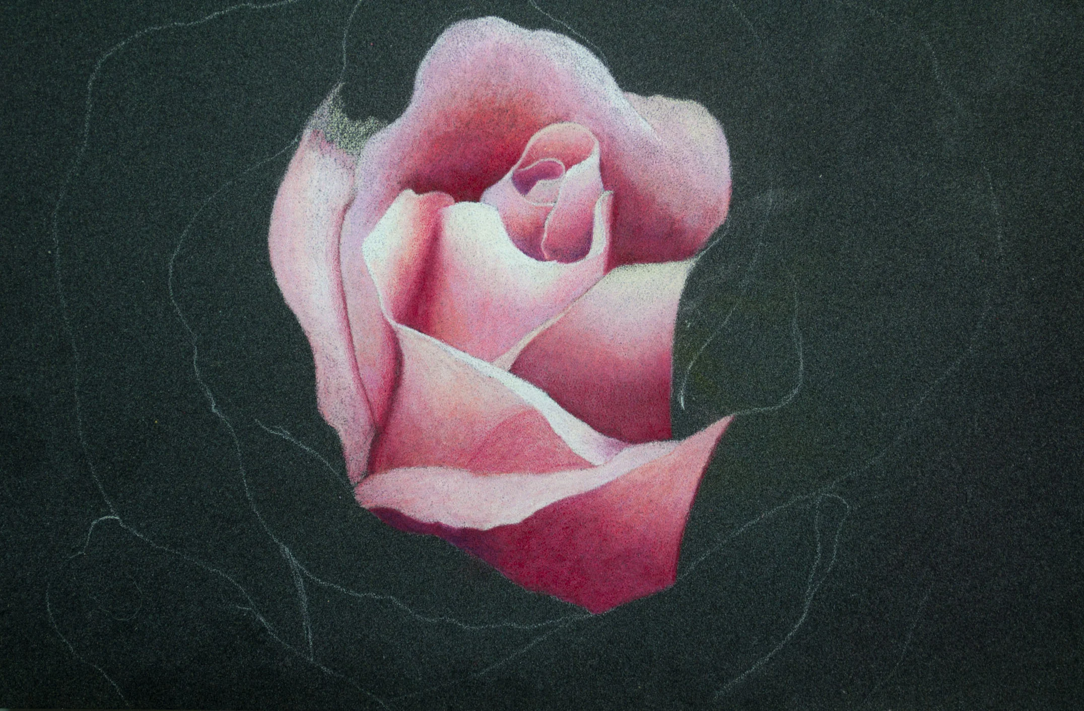 Derwent Artist Rose Image 2.jpg